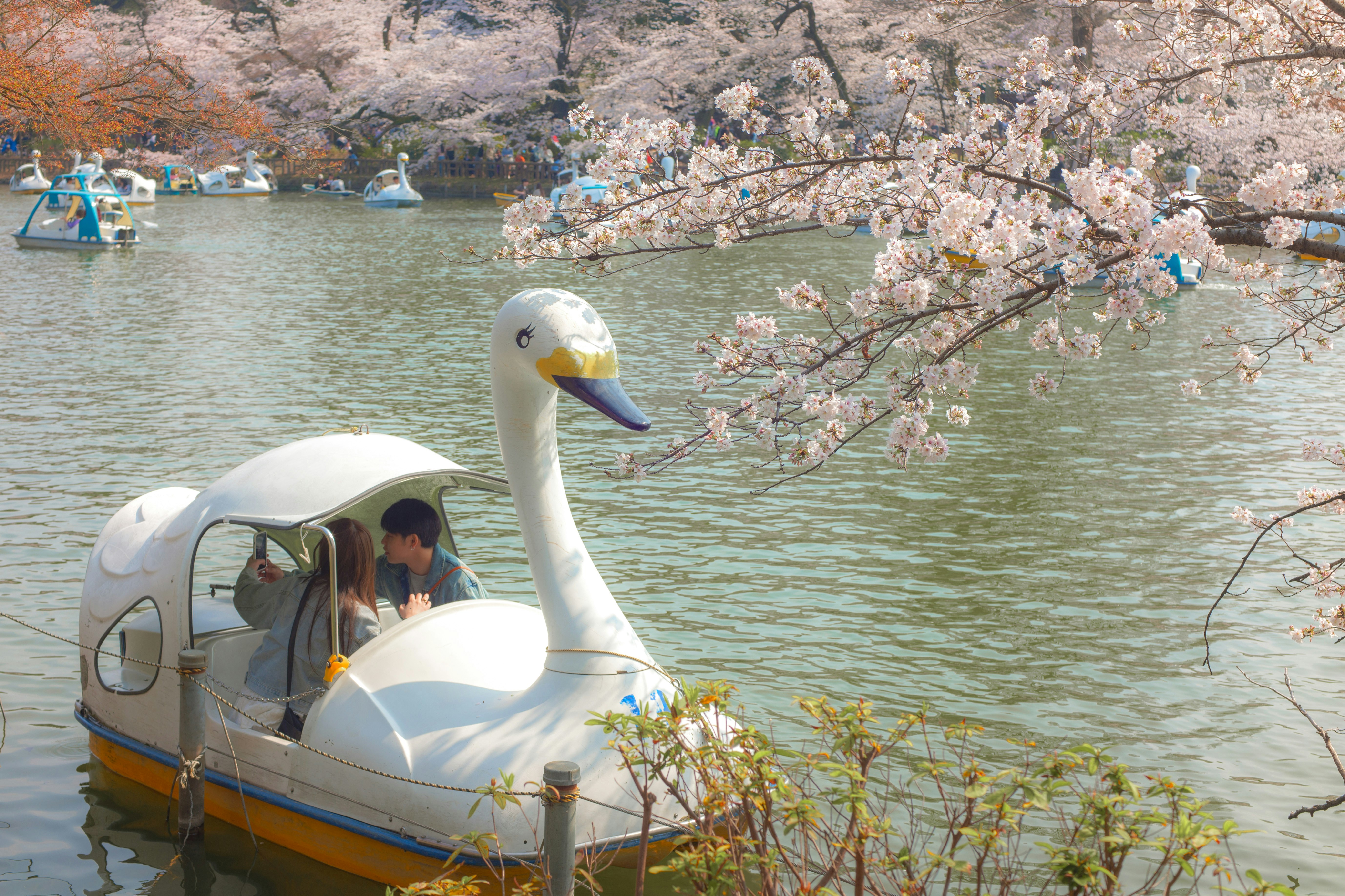 白鳥の乗り物と桜が浮かぶ池の遊覧風景