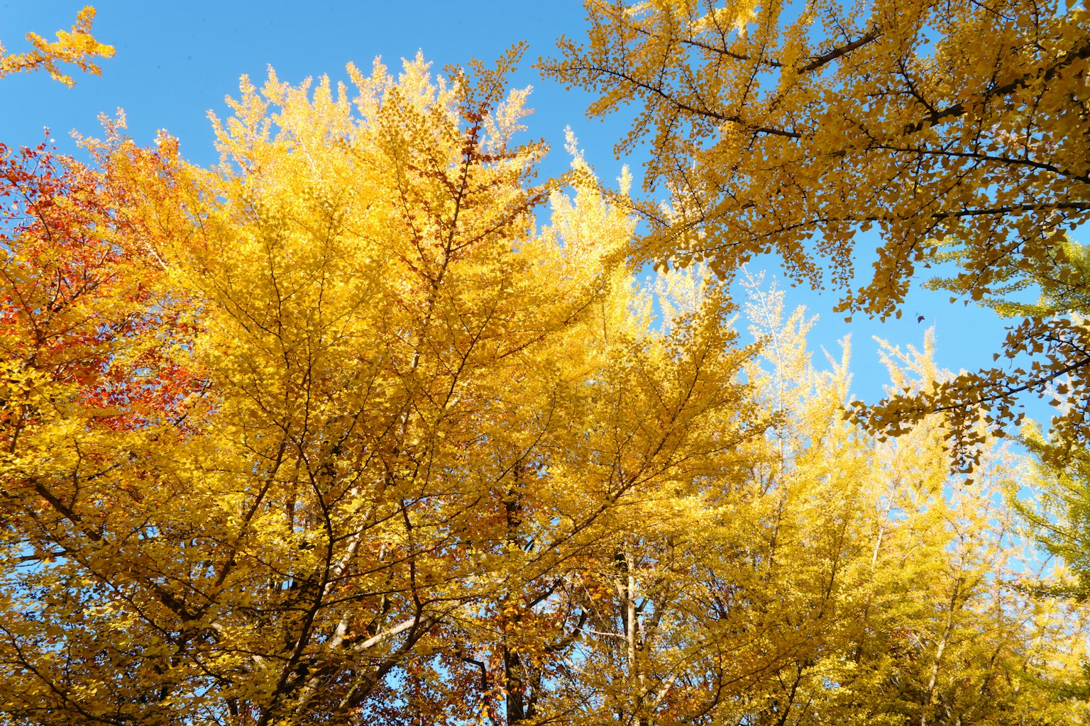 Autumn trees with vibrant yellow leaves under a clear blue sky