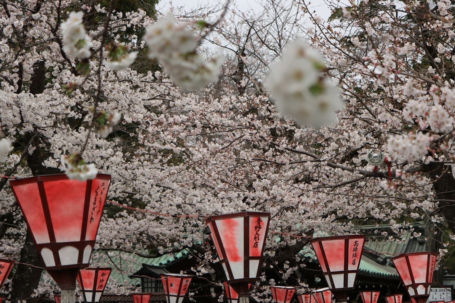 Fleurs de cerisier avec des lanternes rouges dans un cadre serein