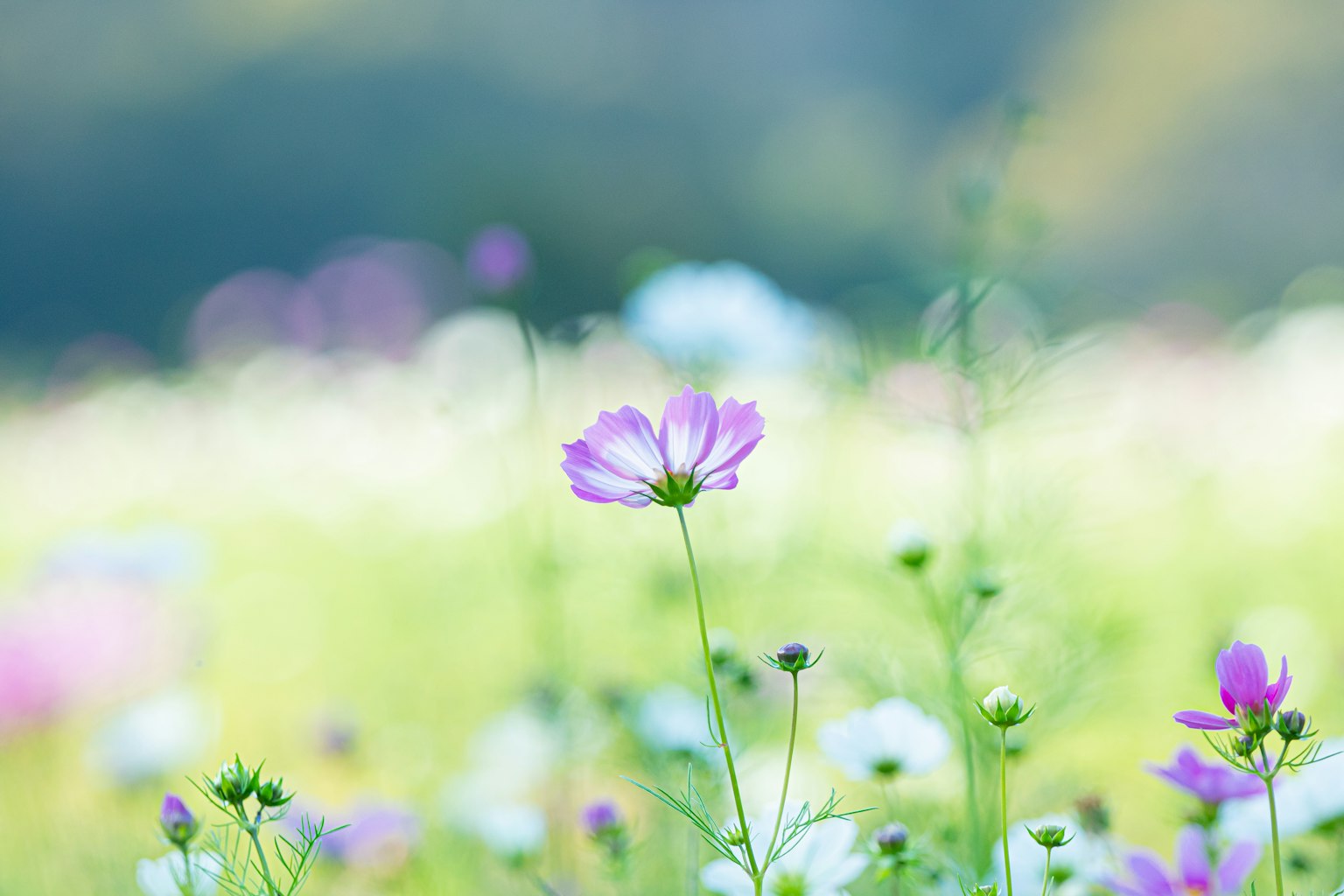 一片美麗的花田，聚焦於紫色花朵