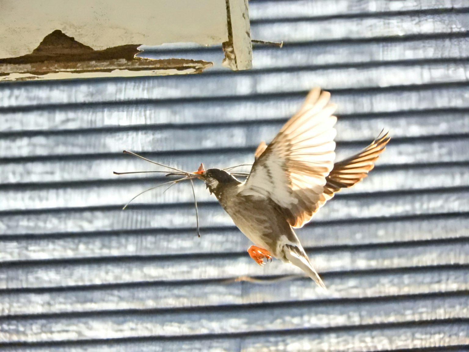 Pájaro llevando material de anidación frente a persianas azules