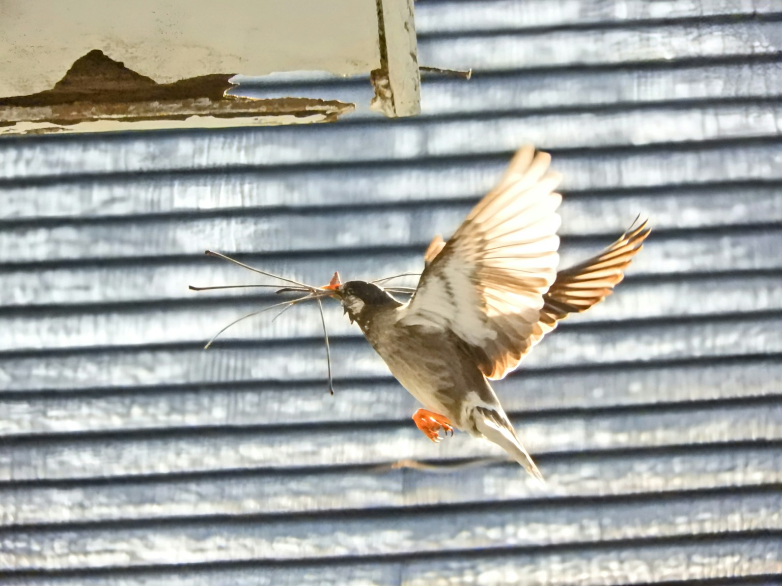 Pájaro llevando material de anidación frente a persianas azules