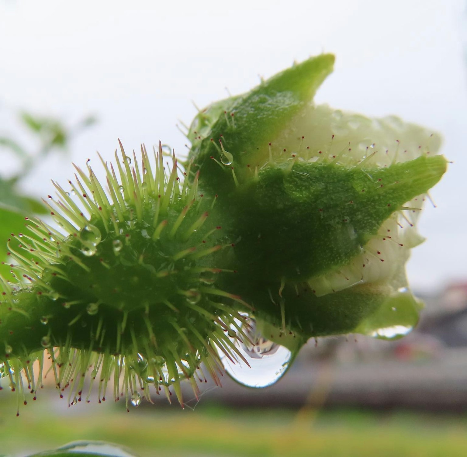 Nahaufnahme einer grünen Knospe mit Wassertropfen