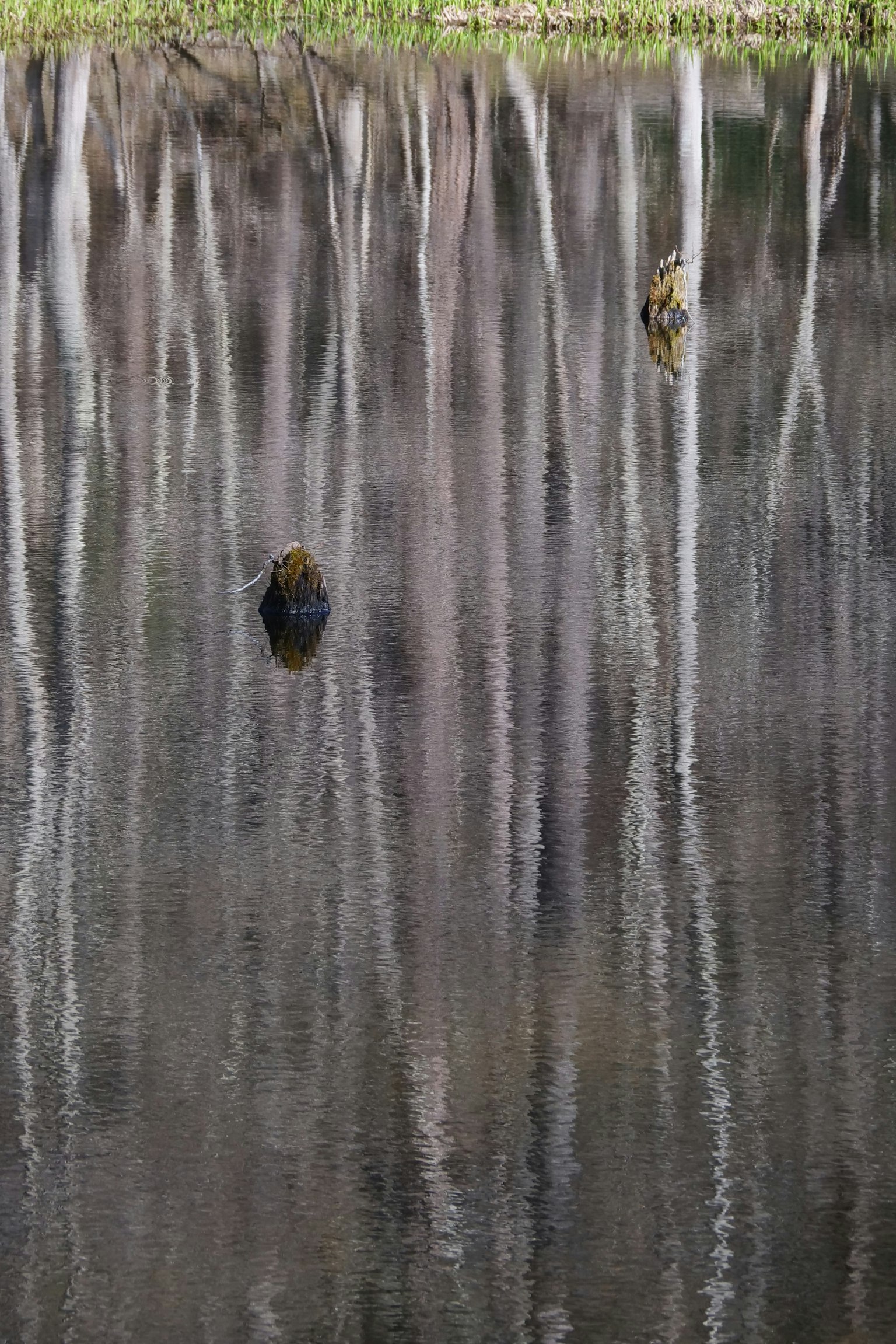 A serene landscape with trees reflecting on the water surface