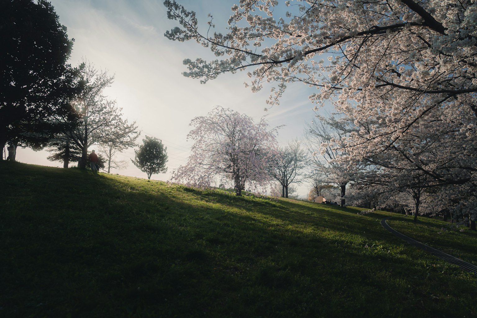 Landschaft mit Kirschblütenbäumen auf einem grünen Hügel