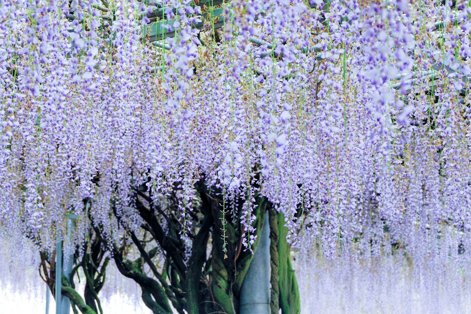Bella scena di fiori di glicine viola che pendono
