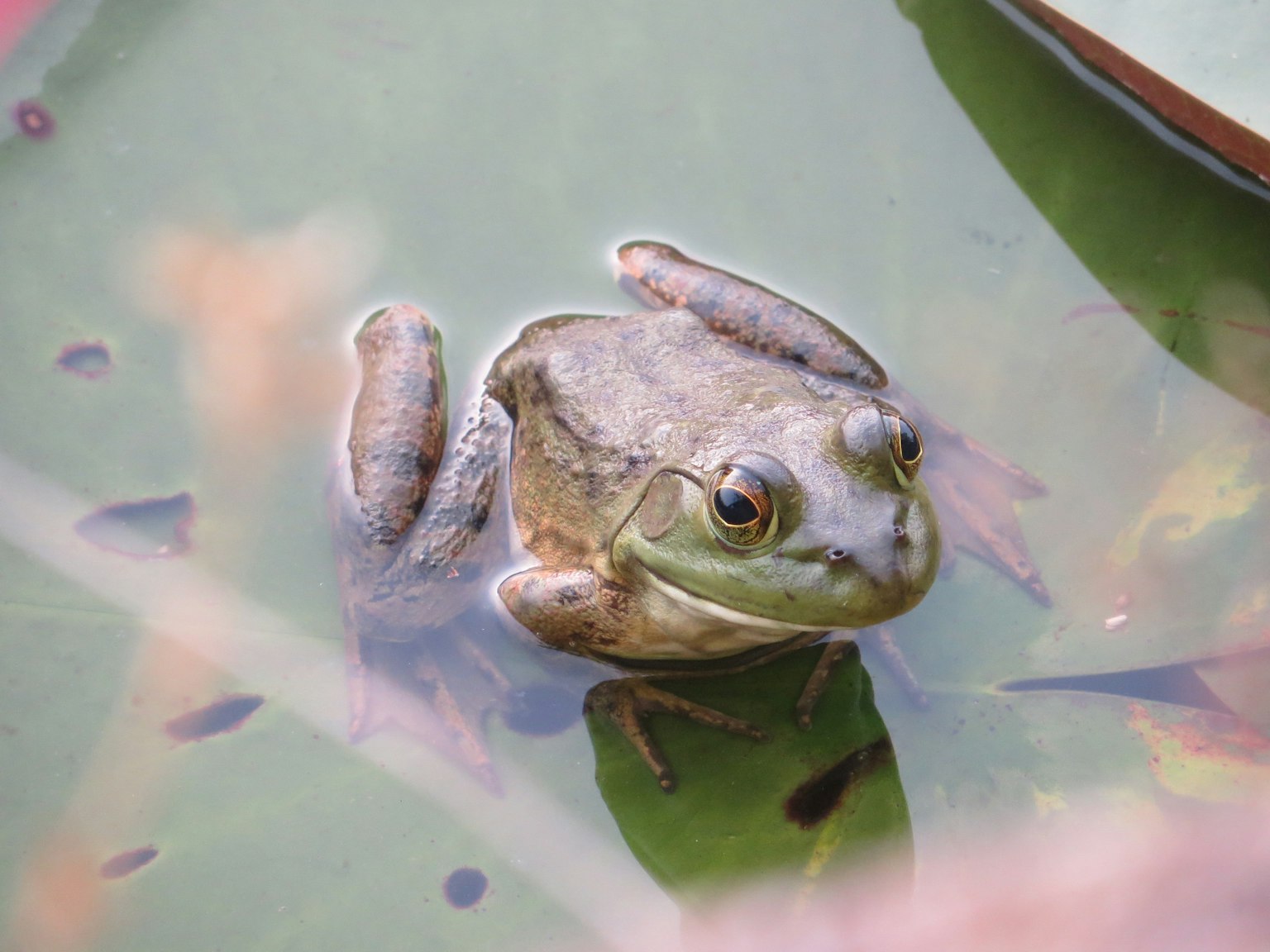 Close-up of a frog floating on water with green skin and large eyes