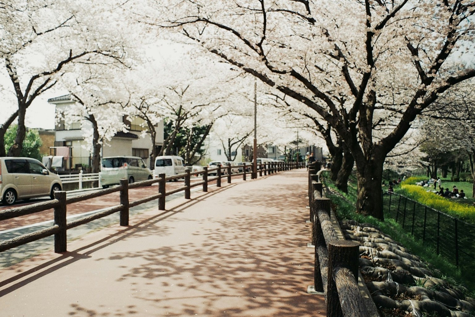 Scenic pathway lined with cherry blossom trees