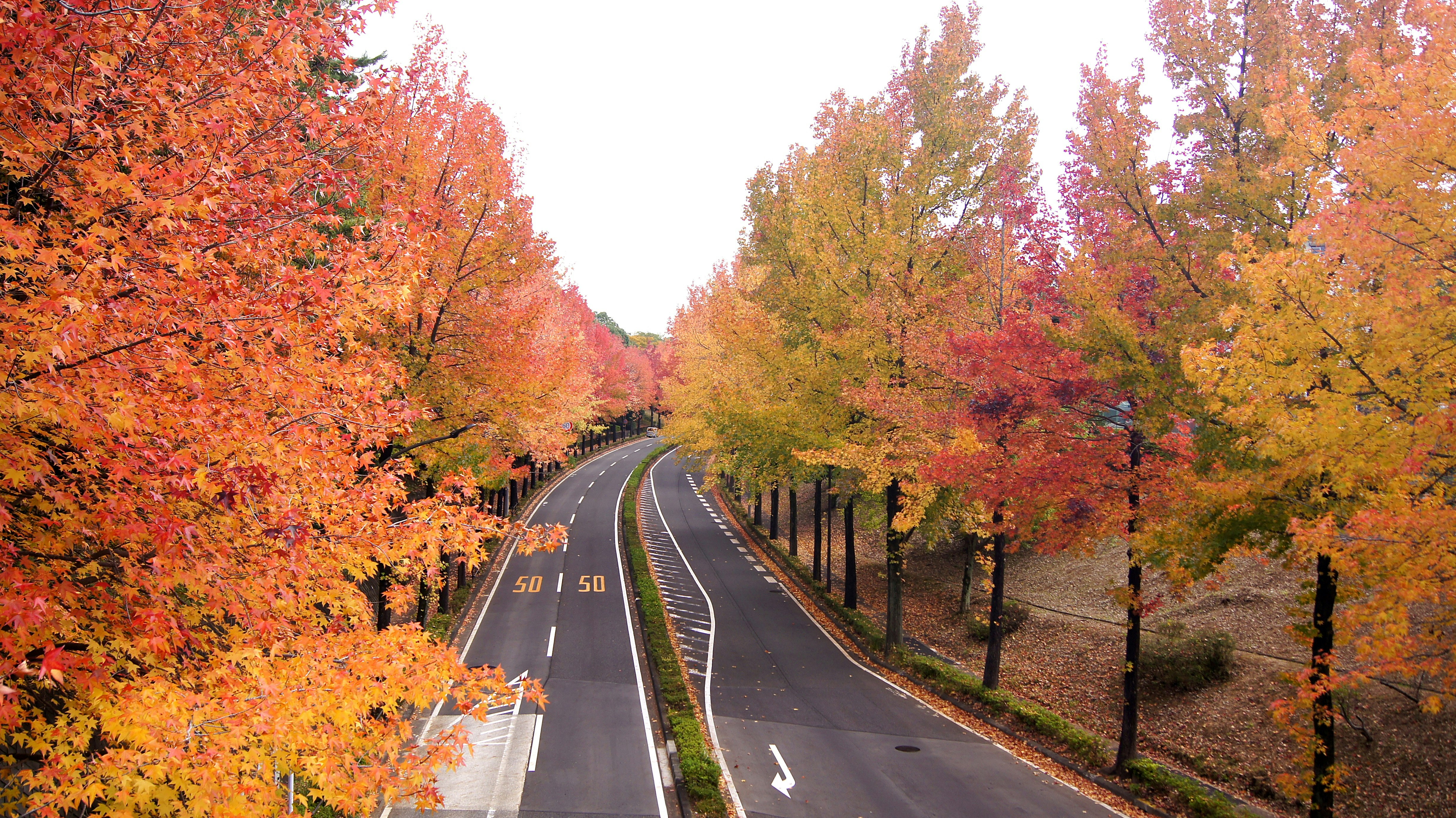 紅葉の並木道を走るカーブした道路