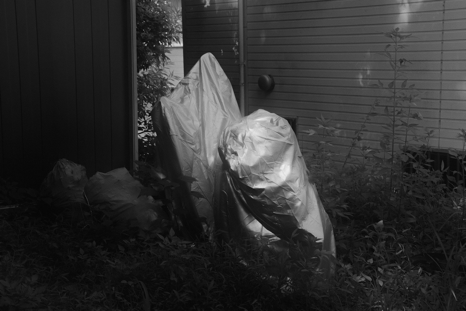 黒白の画像に覆われた物体と雑草が見える