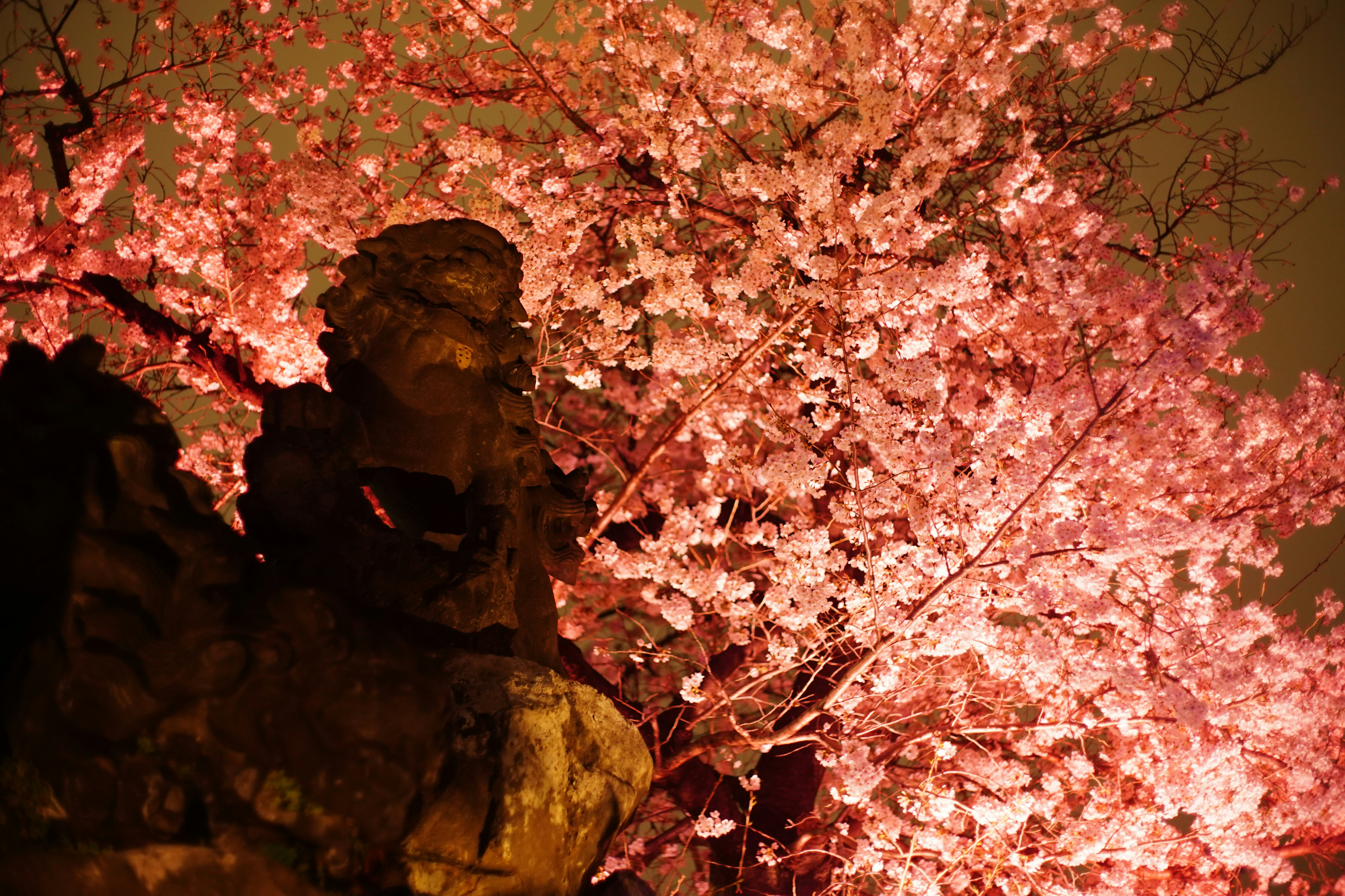 桜の枝と石像のシルエットが重なる夜の風景