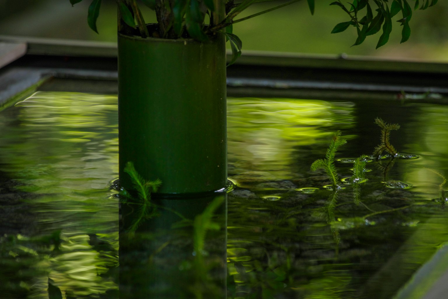 Vaso verde riflesso nell'acqua con piante acquatiche