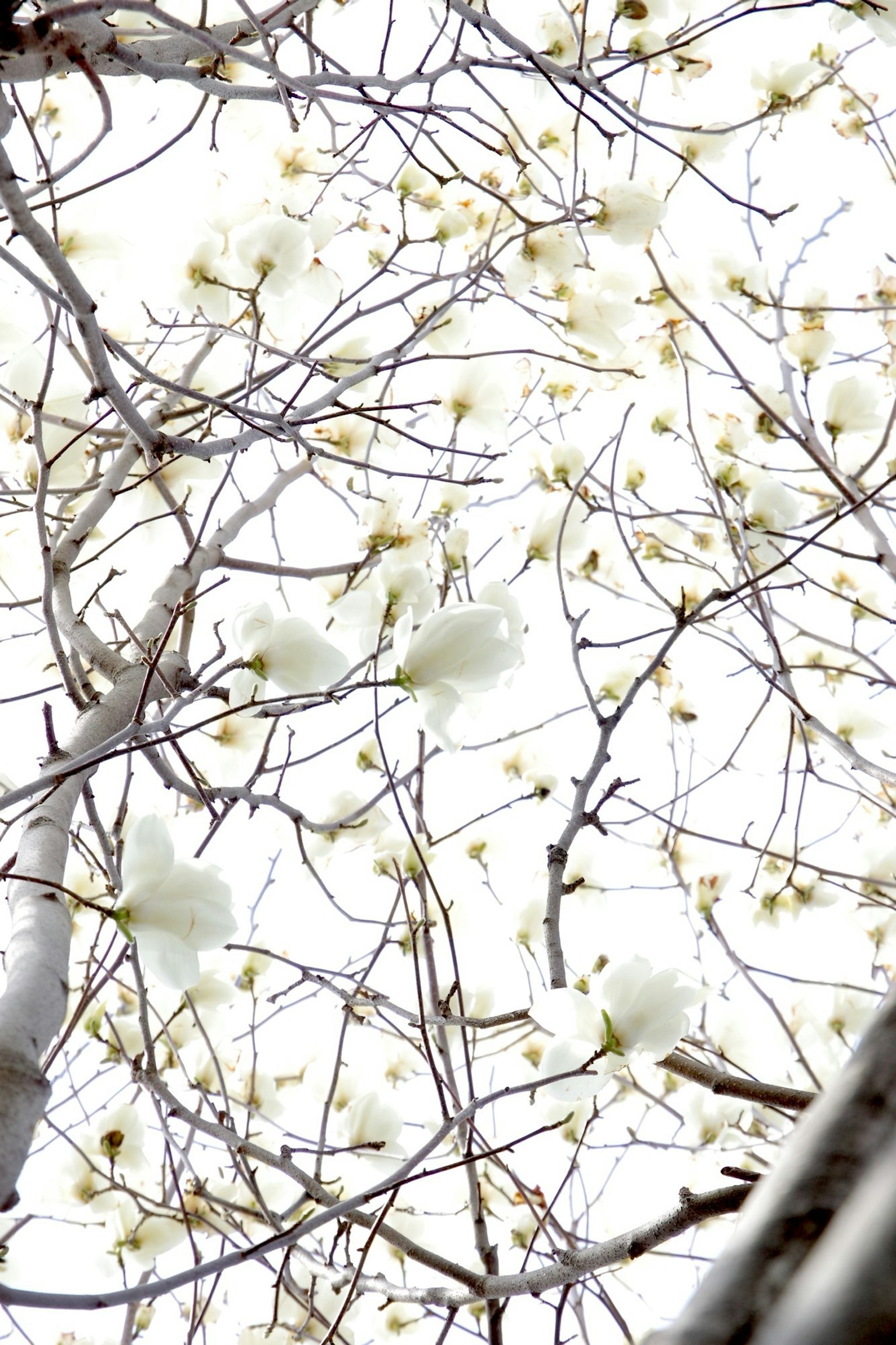 Äste eines Baumes mit weißen Blüten vor einem hellen Hintergrund