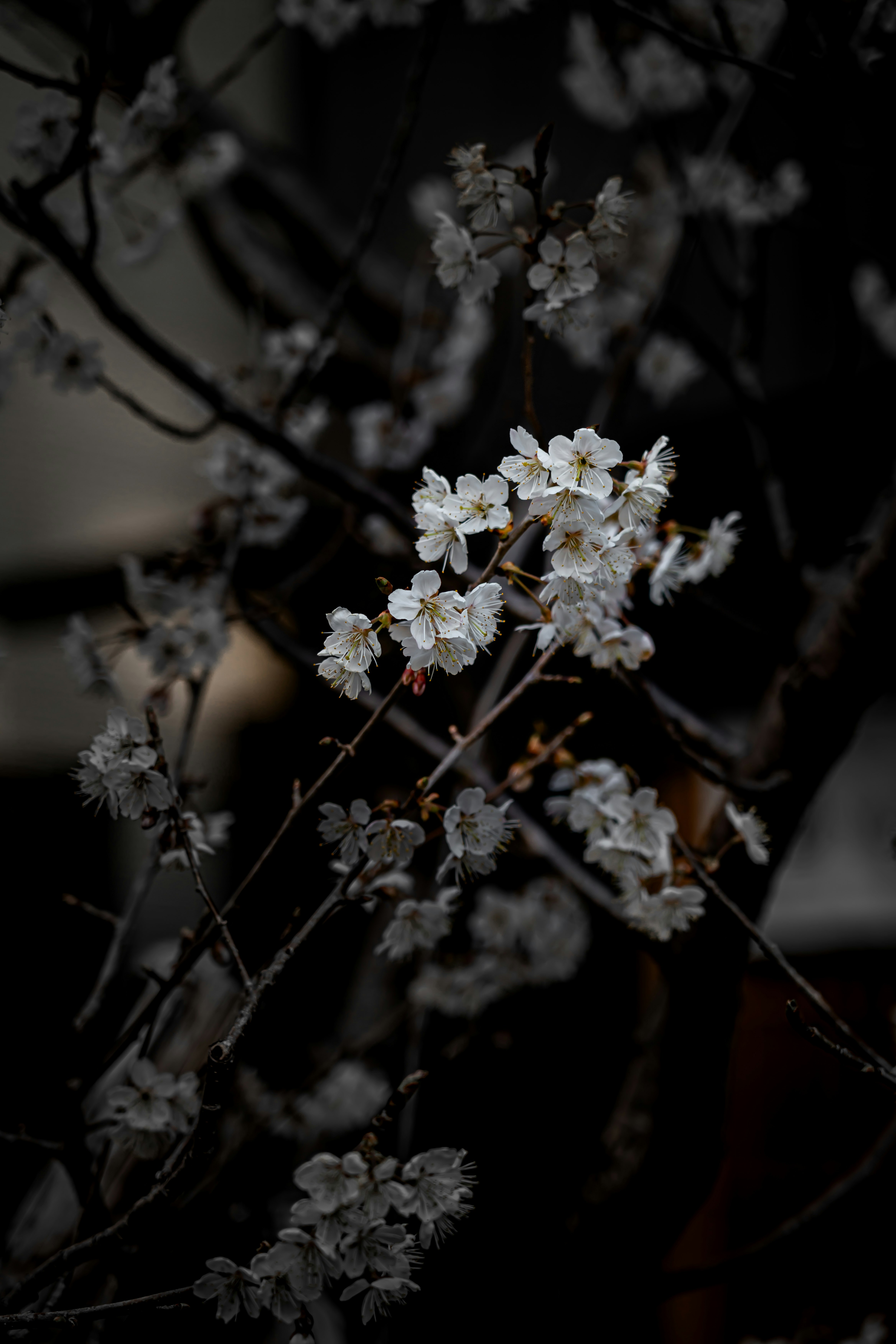 Gros plan de fleurs blanches sur fond sombre