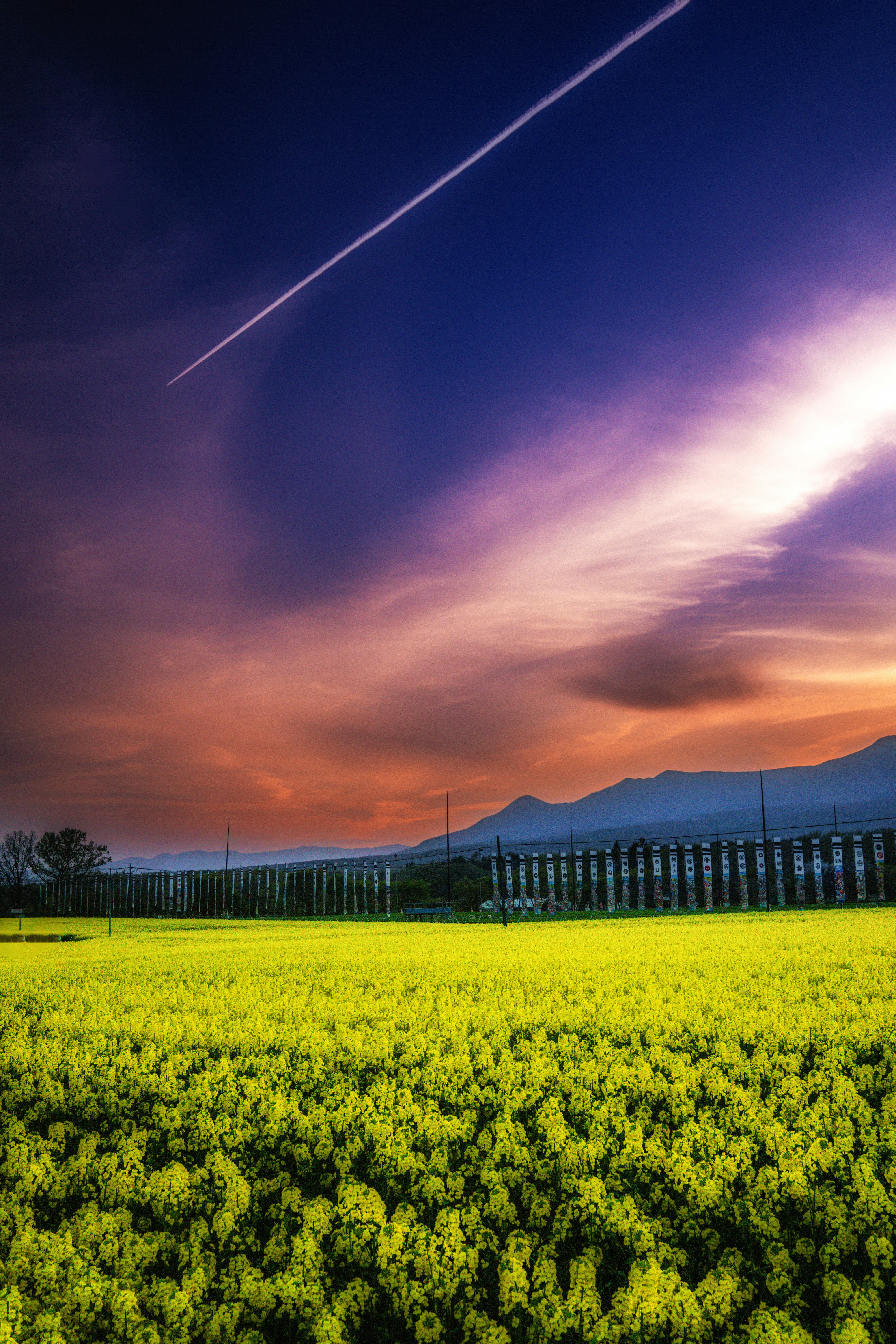 夕陽の菜の花畑に飛行機雲が伸びるマジックアワーの空
