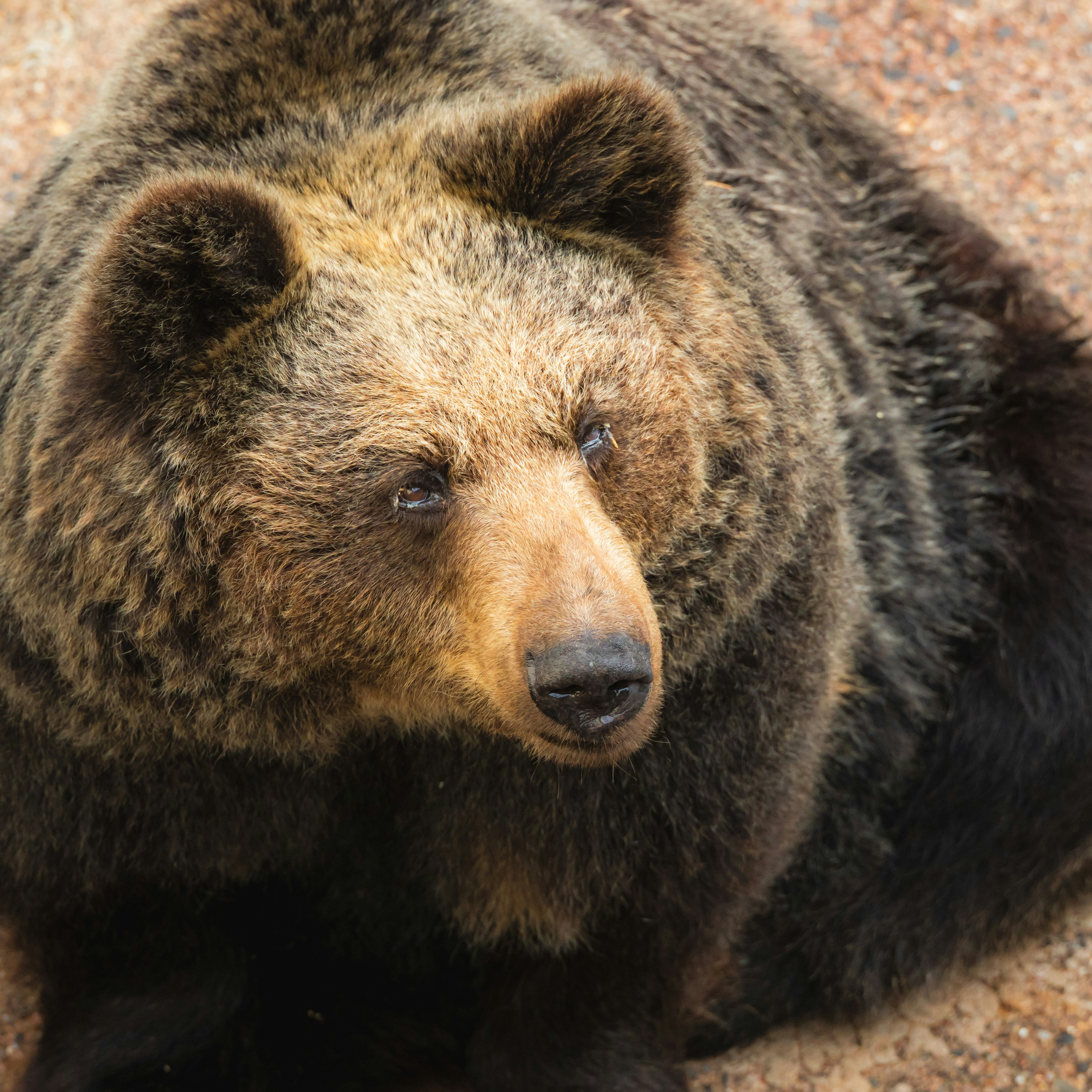 餌を求めるヒグマの顔アップ（昭和新山熊牧場）