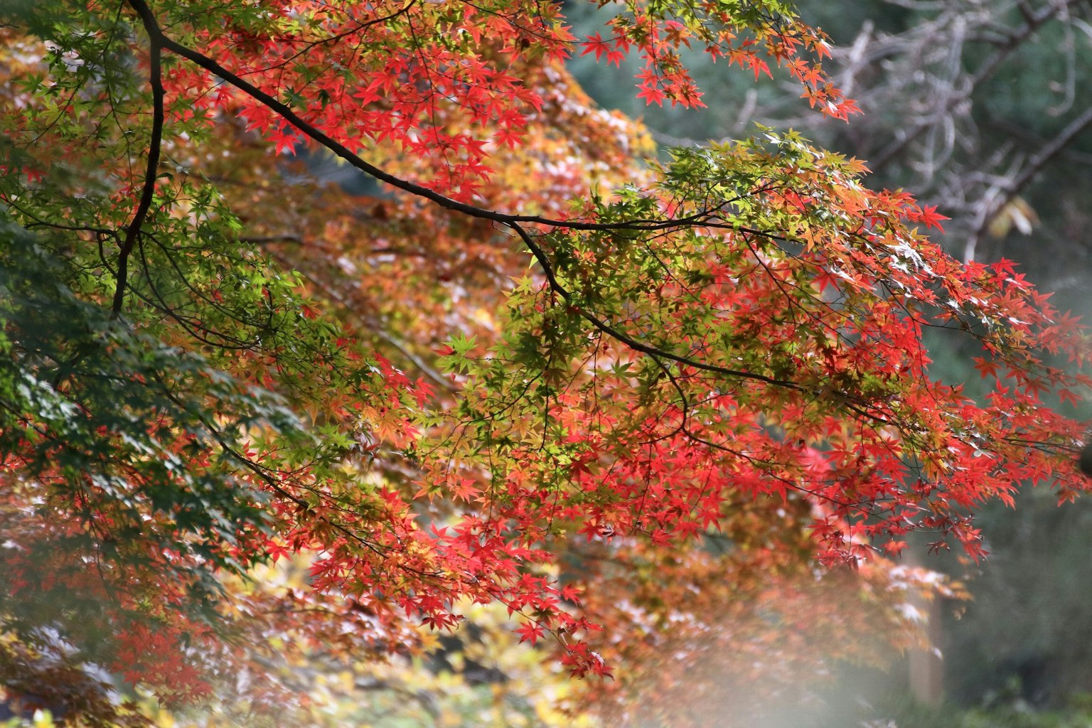 Vibrant autumn leaves with red and green hues