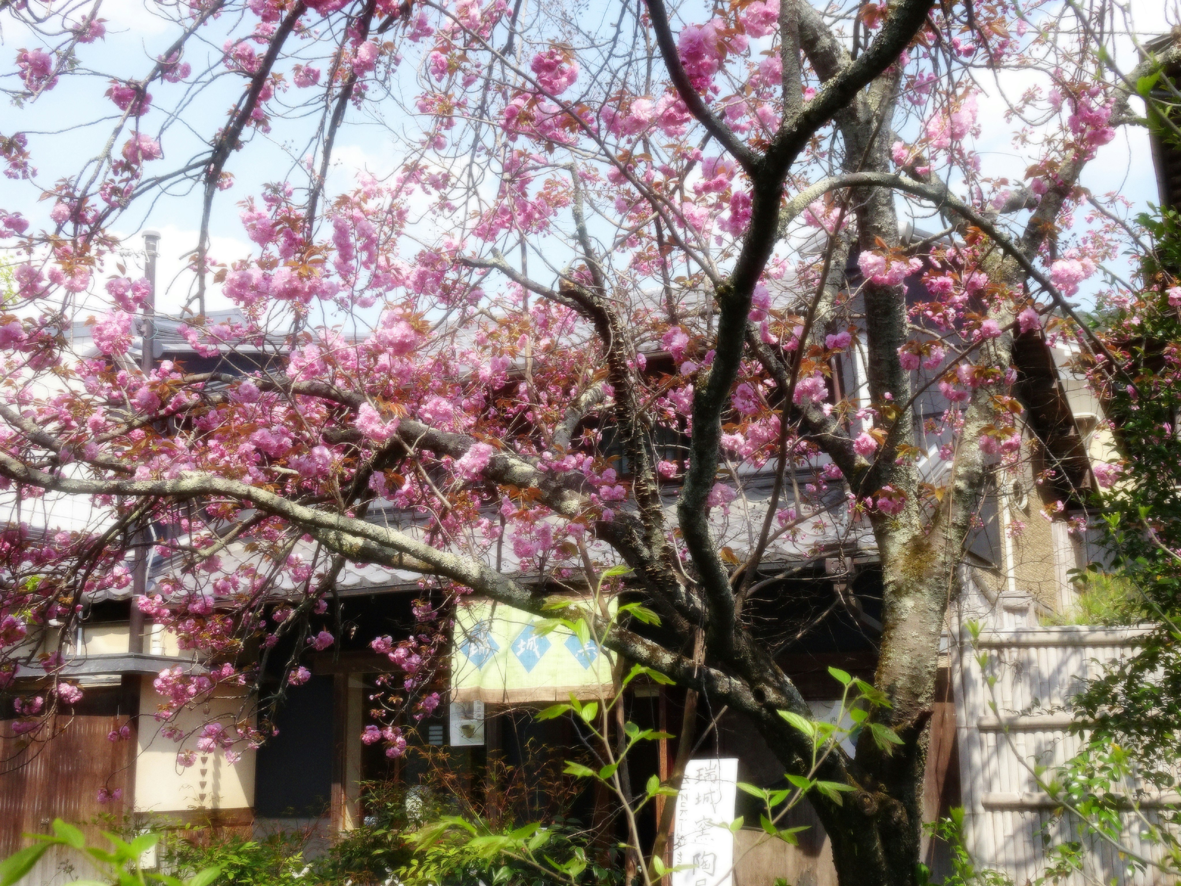 満開の桜の枝が並ぶ路地の風景
