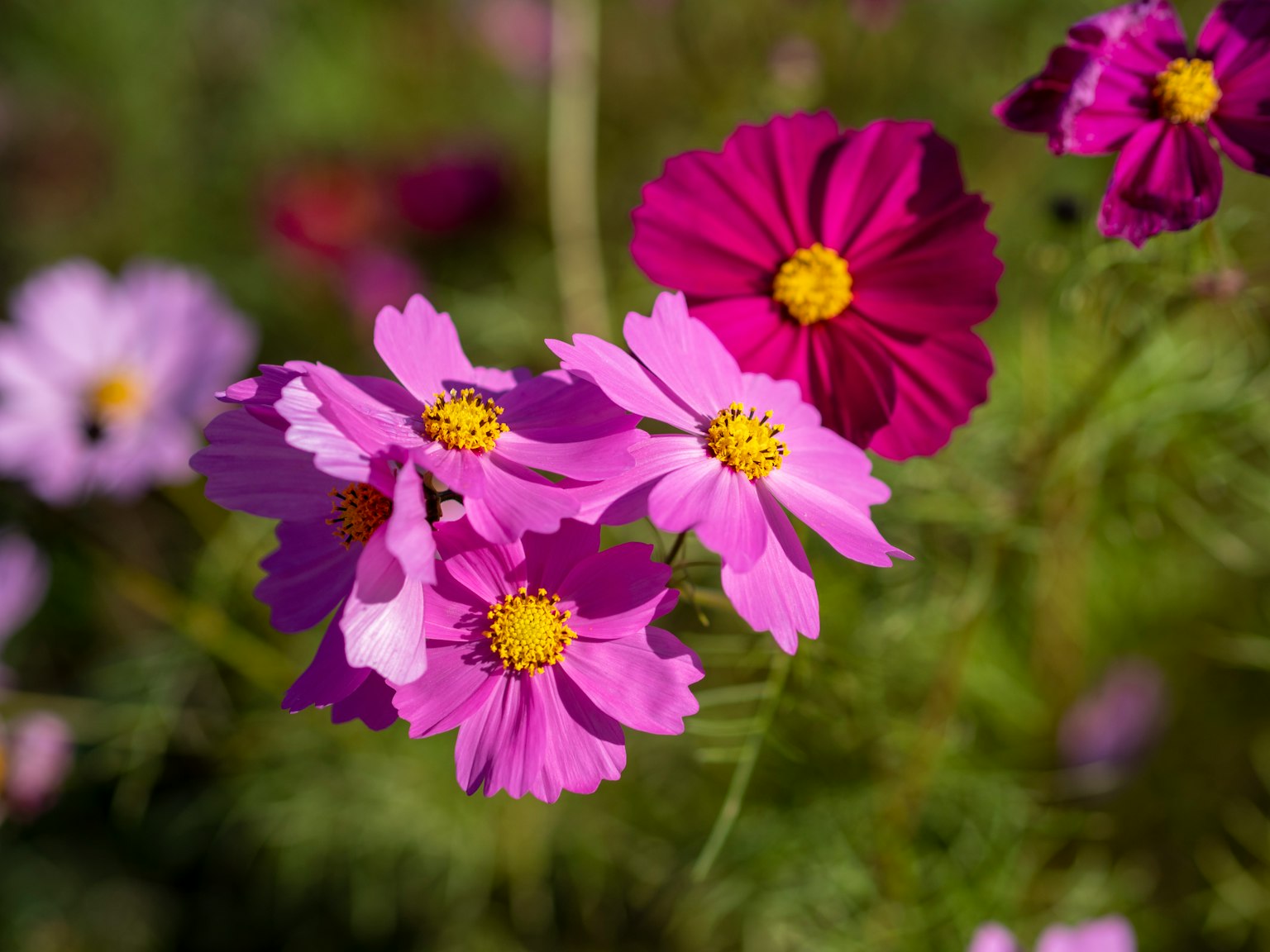 Fiori di cosmos colorati che sbocciano in un giardino
