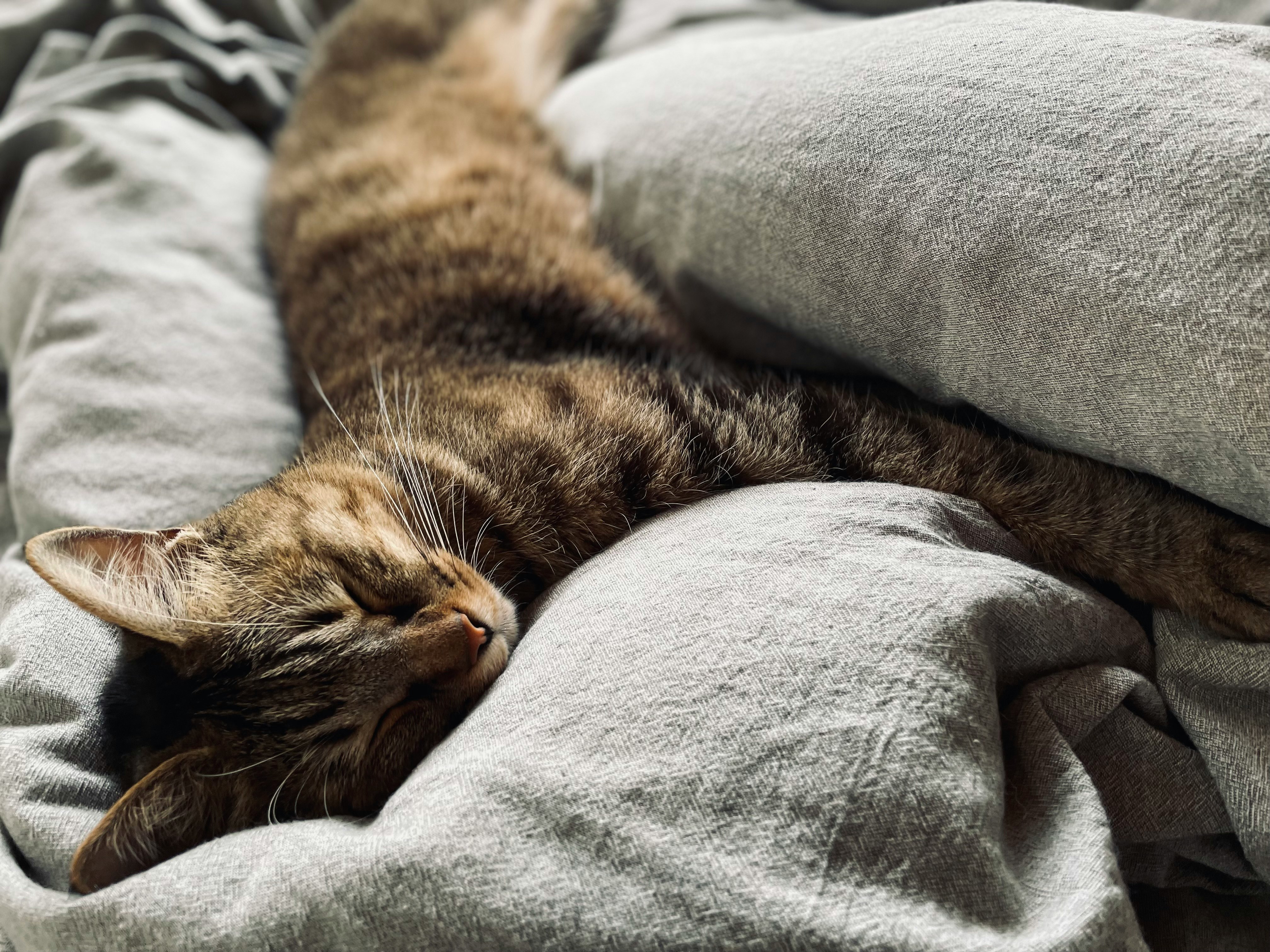 布団の上で伸びながら眠るキジトラ猫