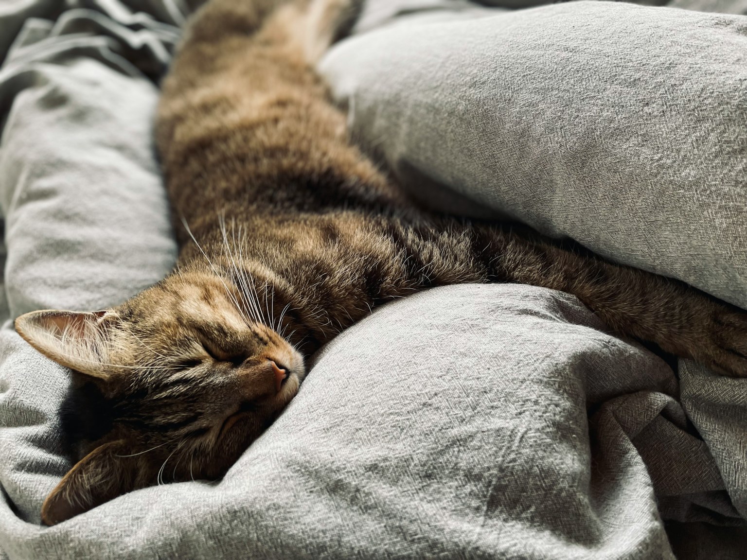 Braune Katze schläft auf grauer Bettwäsche