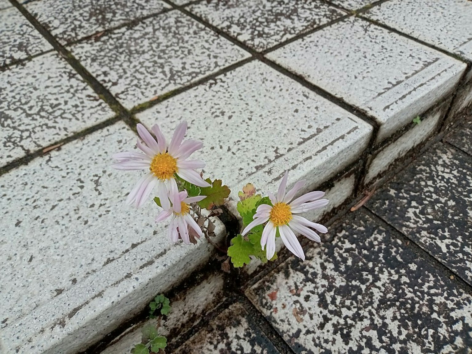 粉紅色花朵從白色瓷磚的裂縫中冒出
