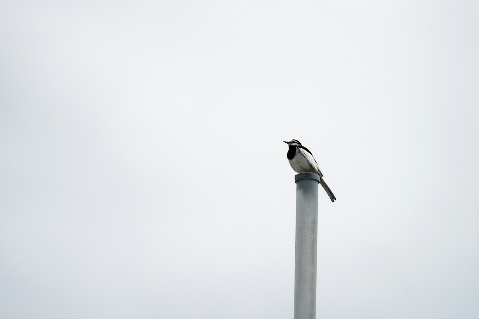 A bird perched on top of a chimney against a cloudy sky