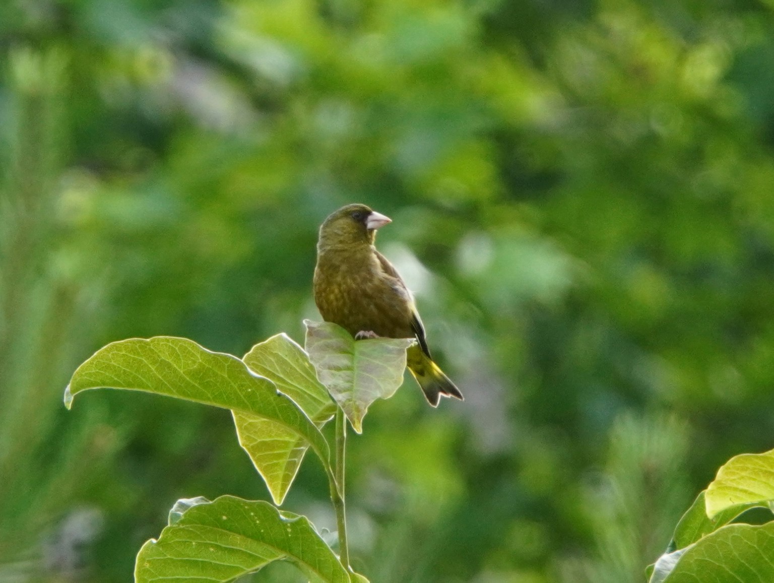 緑の葉の上に立つ小鳥の画像 鳥は茶色の羽を持ち 背景はぼやけた緑色