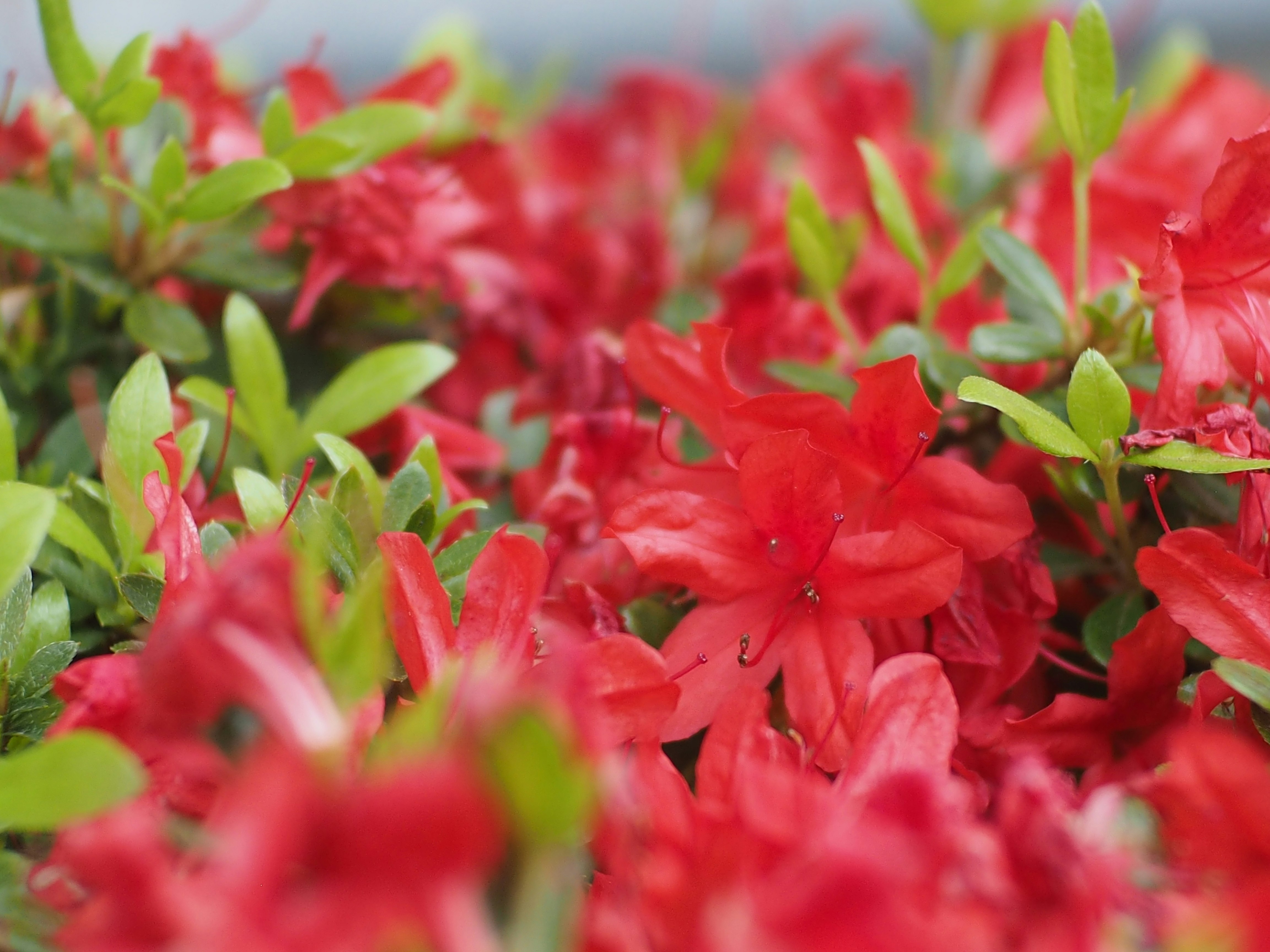 rote Blumen und frisches grünes Laub