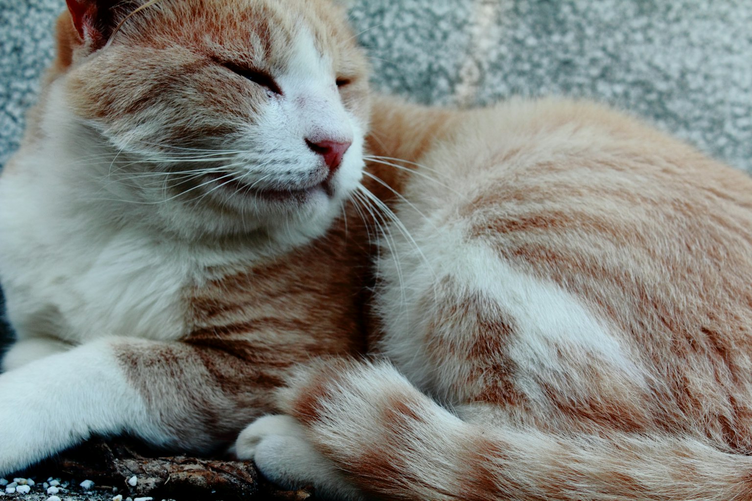 Seekor kucing oranye dan putih yang sedang beristirahat dengan tenang