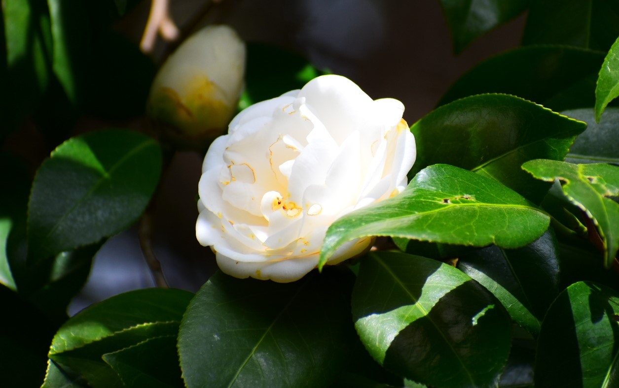 白い椿の花と濃い緑の葉のクローズアップ