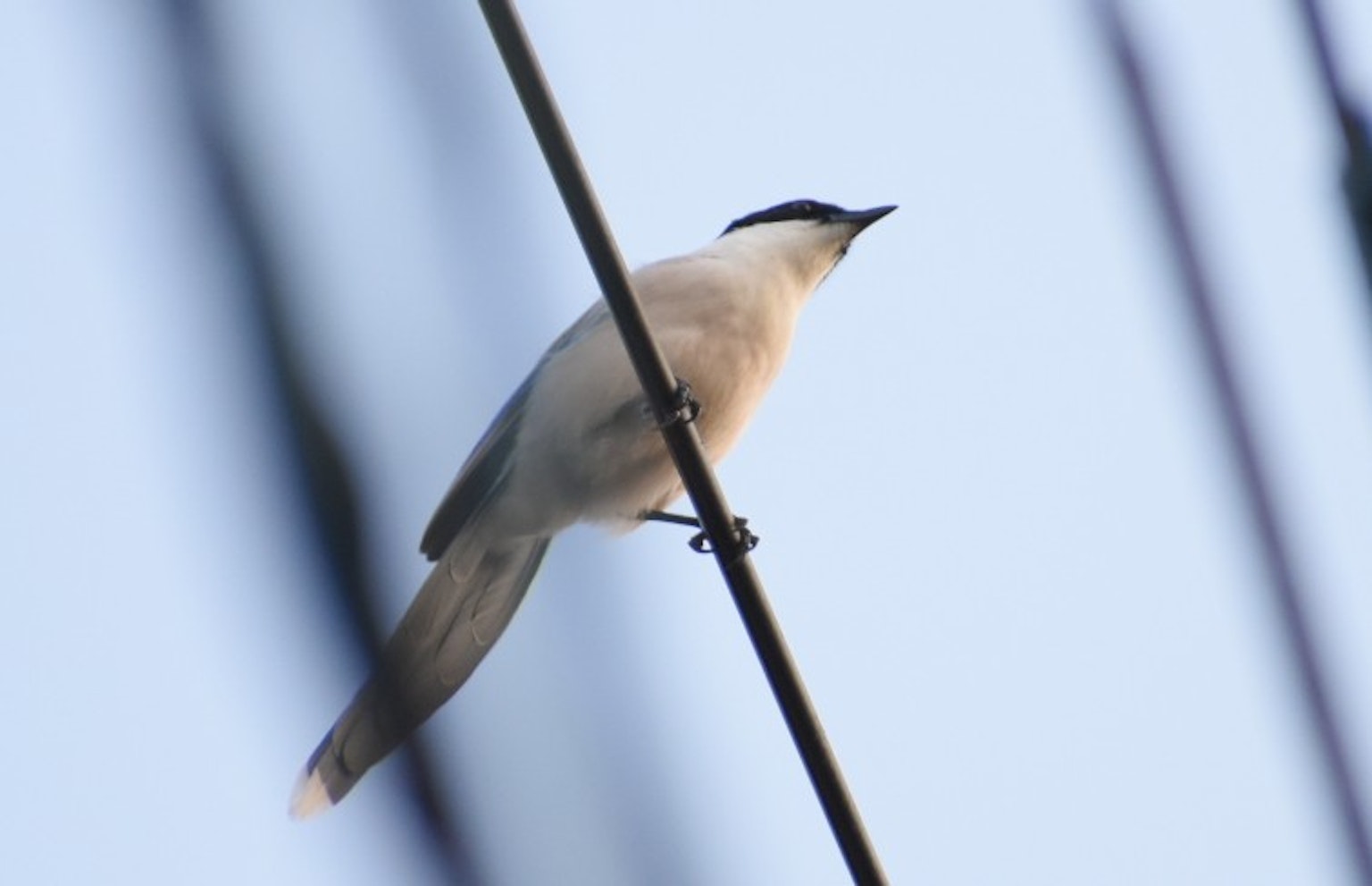 Un oiseau blanc perché sur un fil contre un ciel bleu