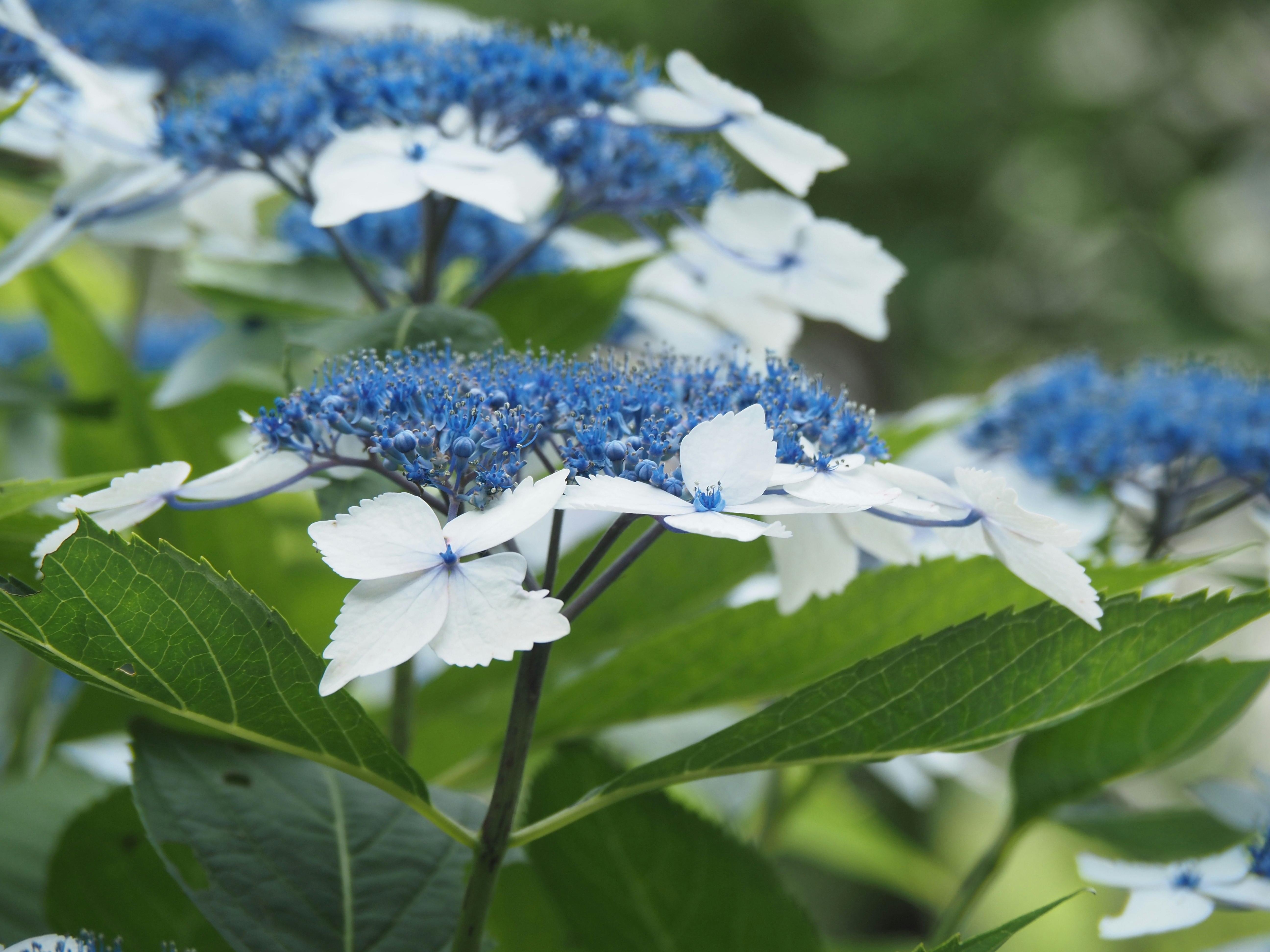 close-up bunga hydrangea biru dan daun