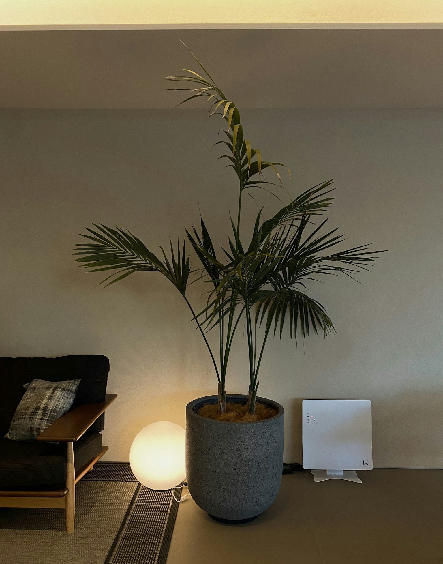 Eine große Zimmerpflanze in einem grauen Topf neben einer runden Lampe in einem gemütlichen Wohnzimmer