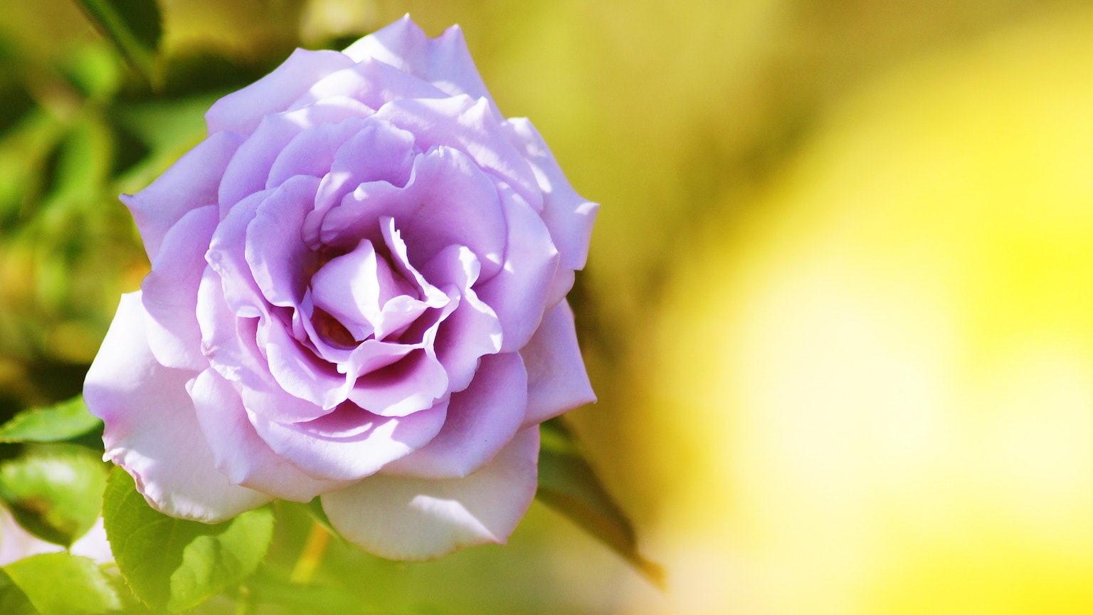 Una rosa lavanda morbida che sboccia su uno sfondo vivace