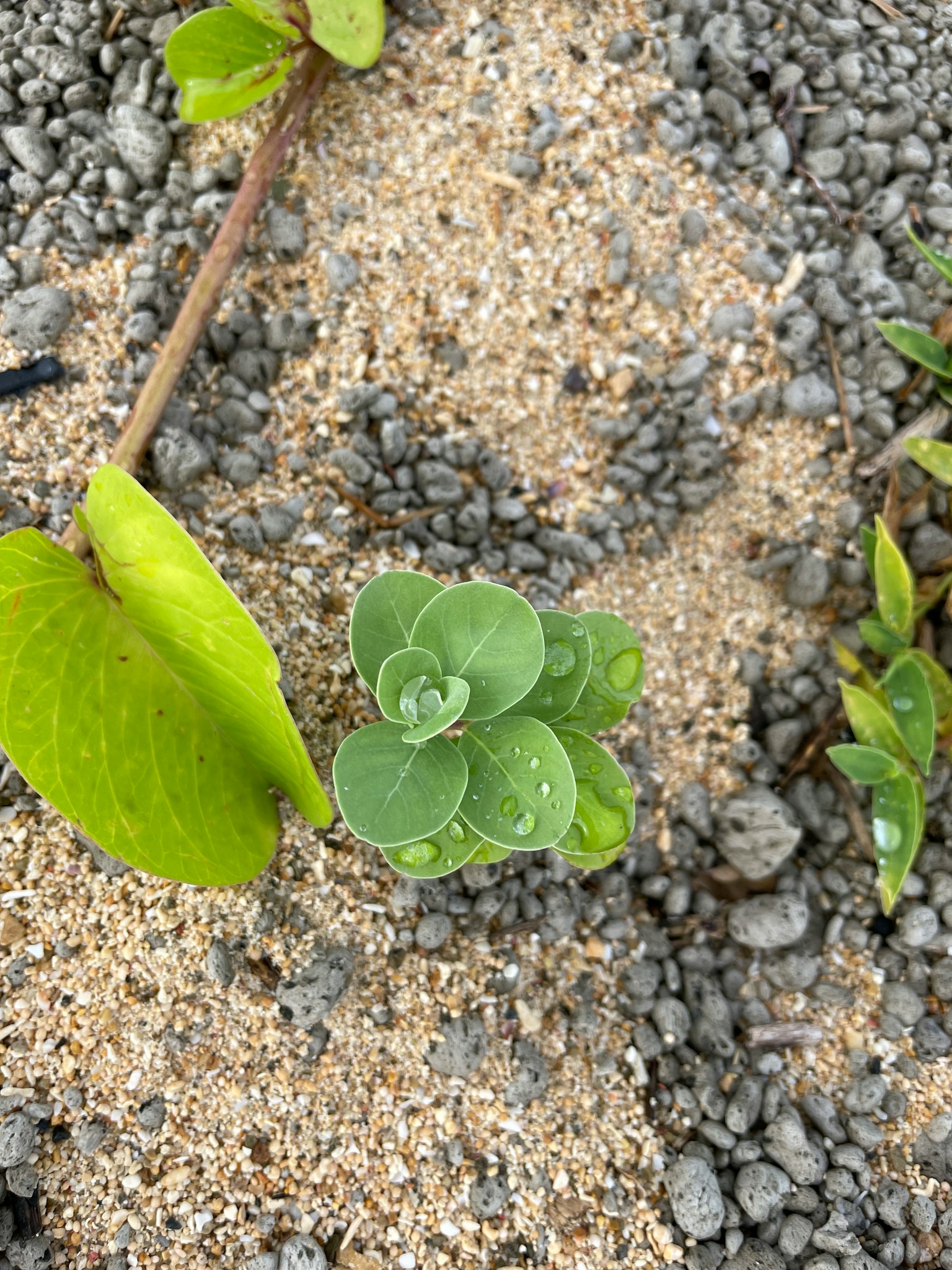 生长在沙子中的多肉植物和绿色叶子