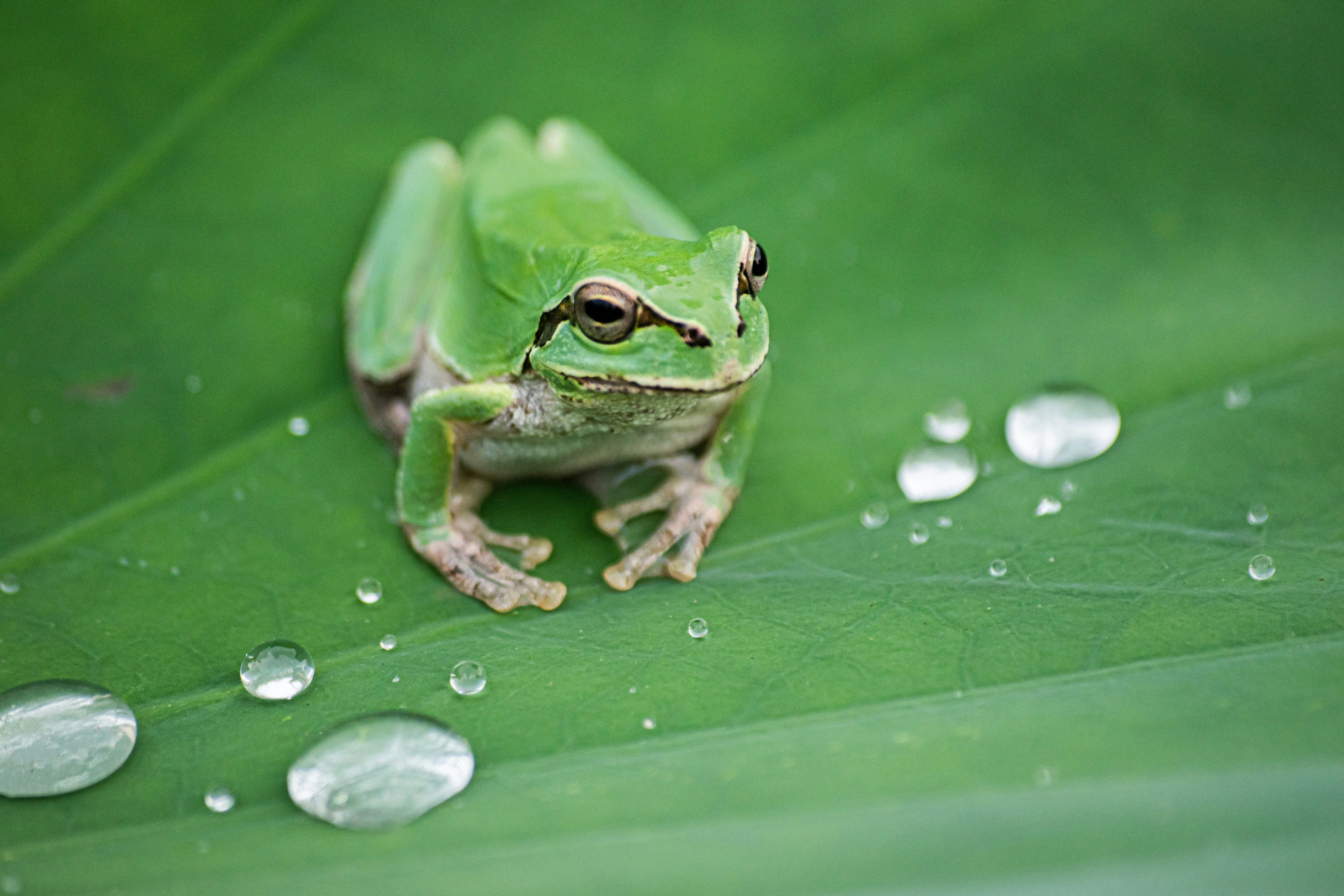 雨粒のある葉の上のカエル