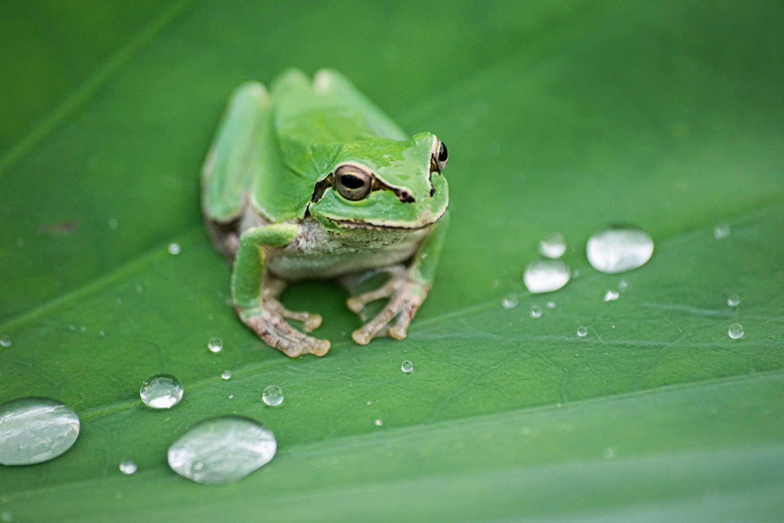 Ein grüner Frosch sitzt auf einem Blatt neben Wassertropfen