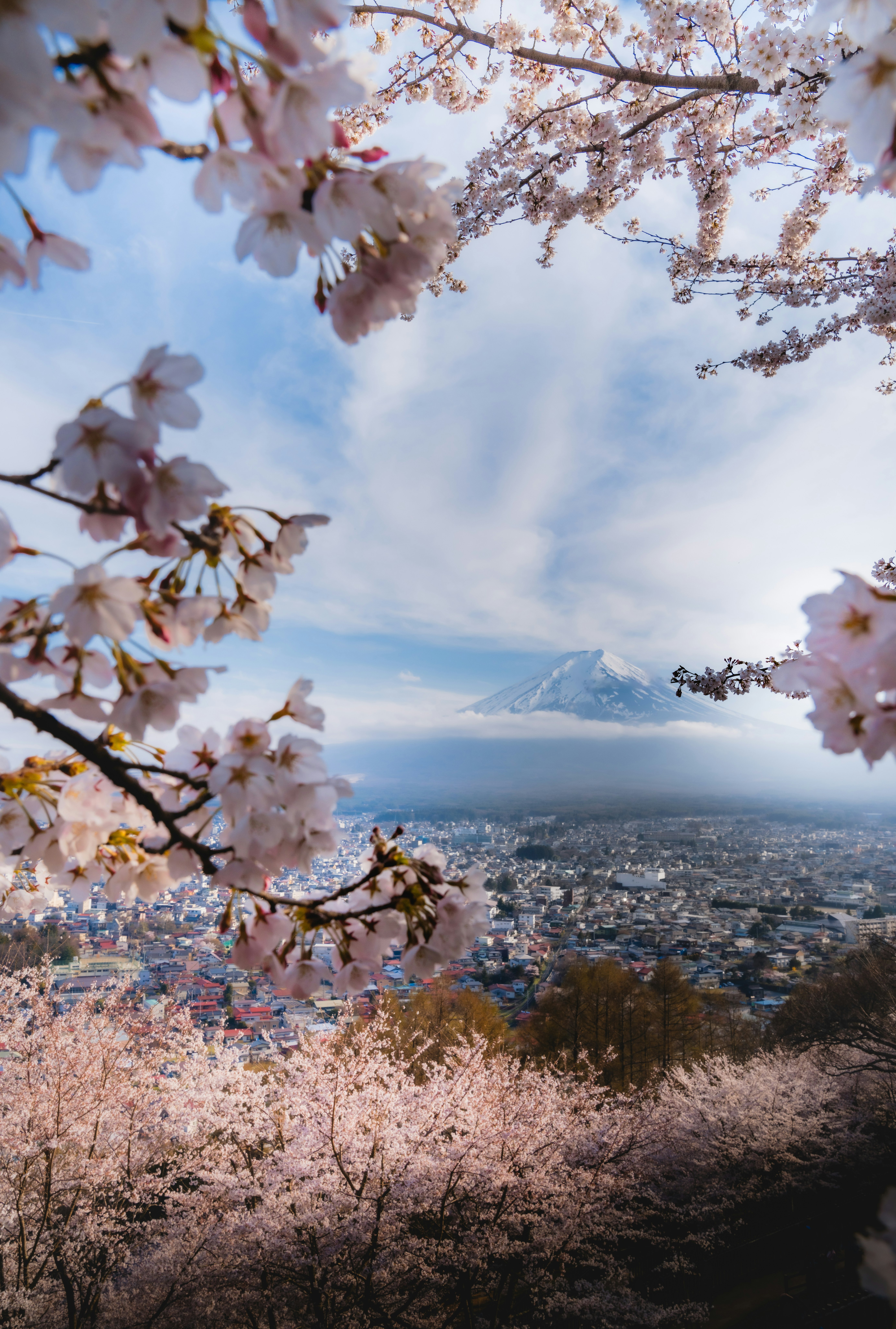 桜の枝越しに広がる海と街並みの眺望