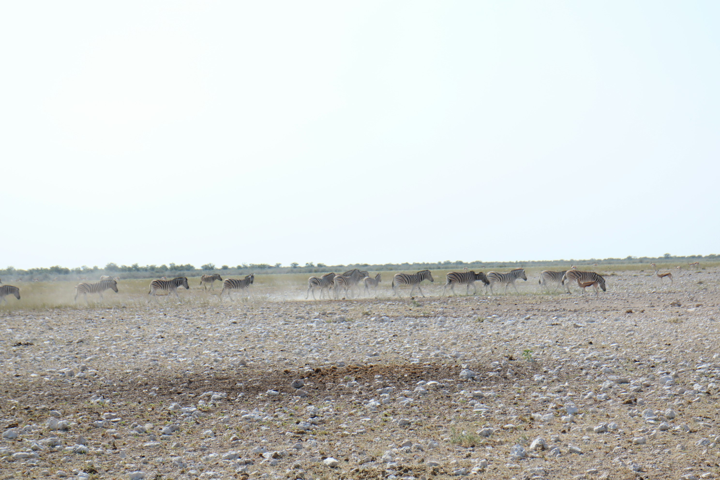 広い草原の地平線に並ぶ野生の動物の群れ