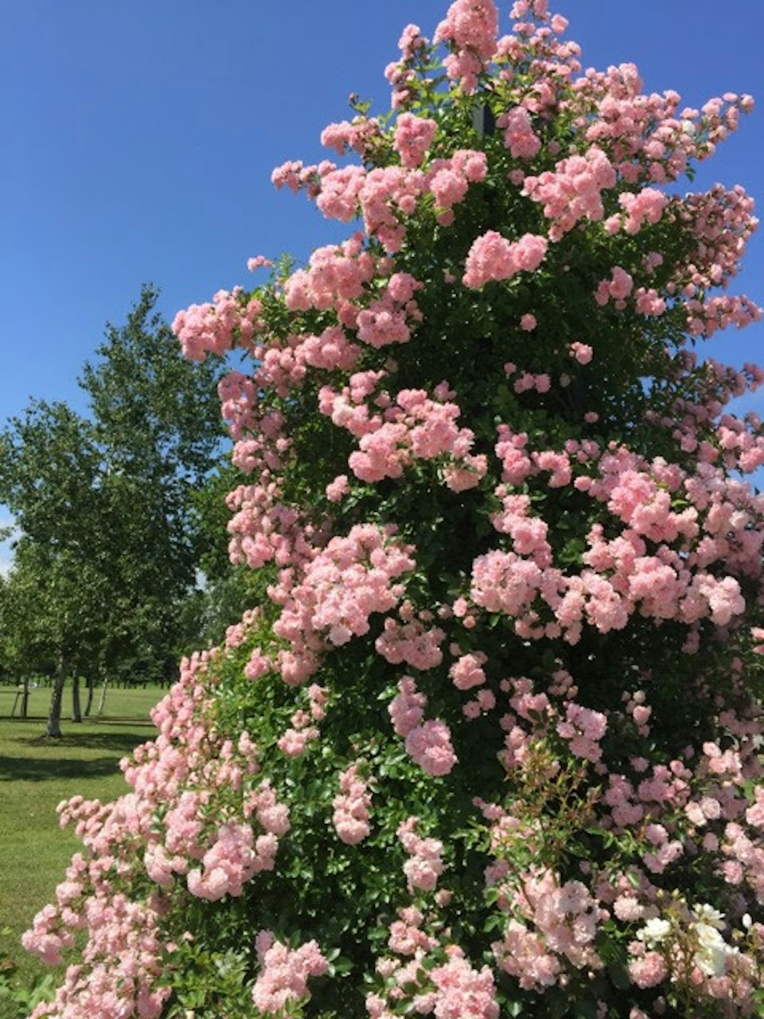 Un albero in piena fioritura con fiori rosa sotto un cielo blu