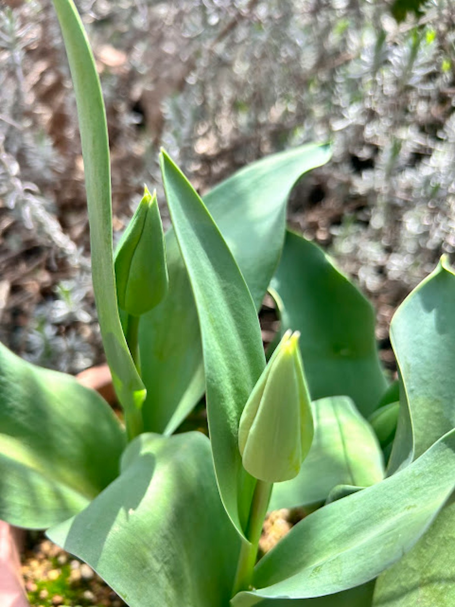 Tulip plant with green leaves and buds