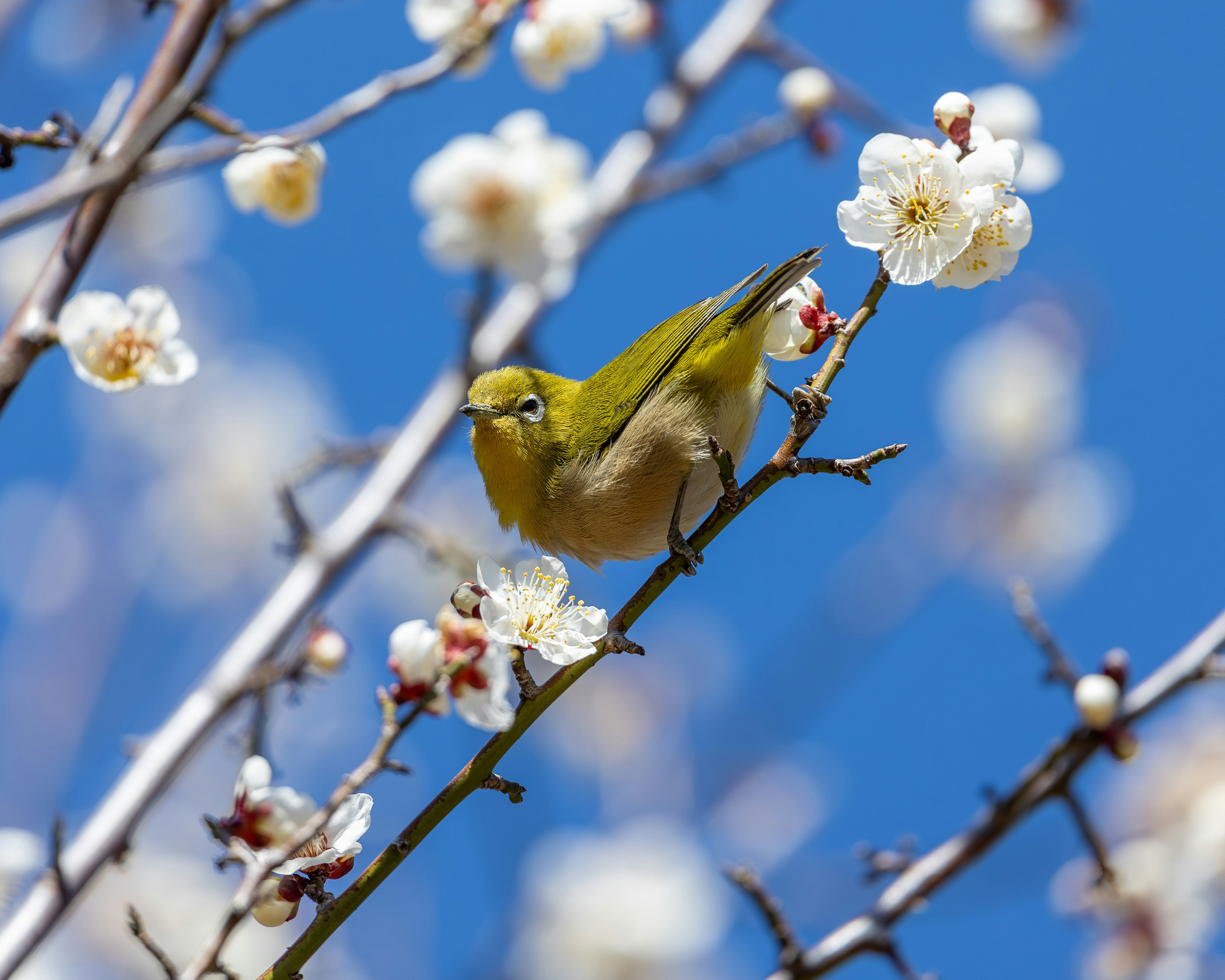 青空に咲く花の枝にとまるメジロ