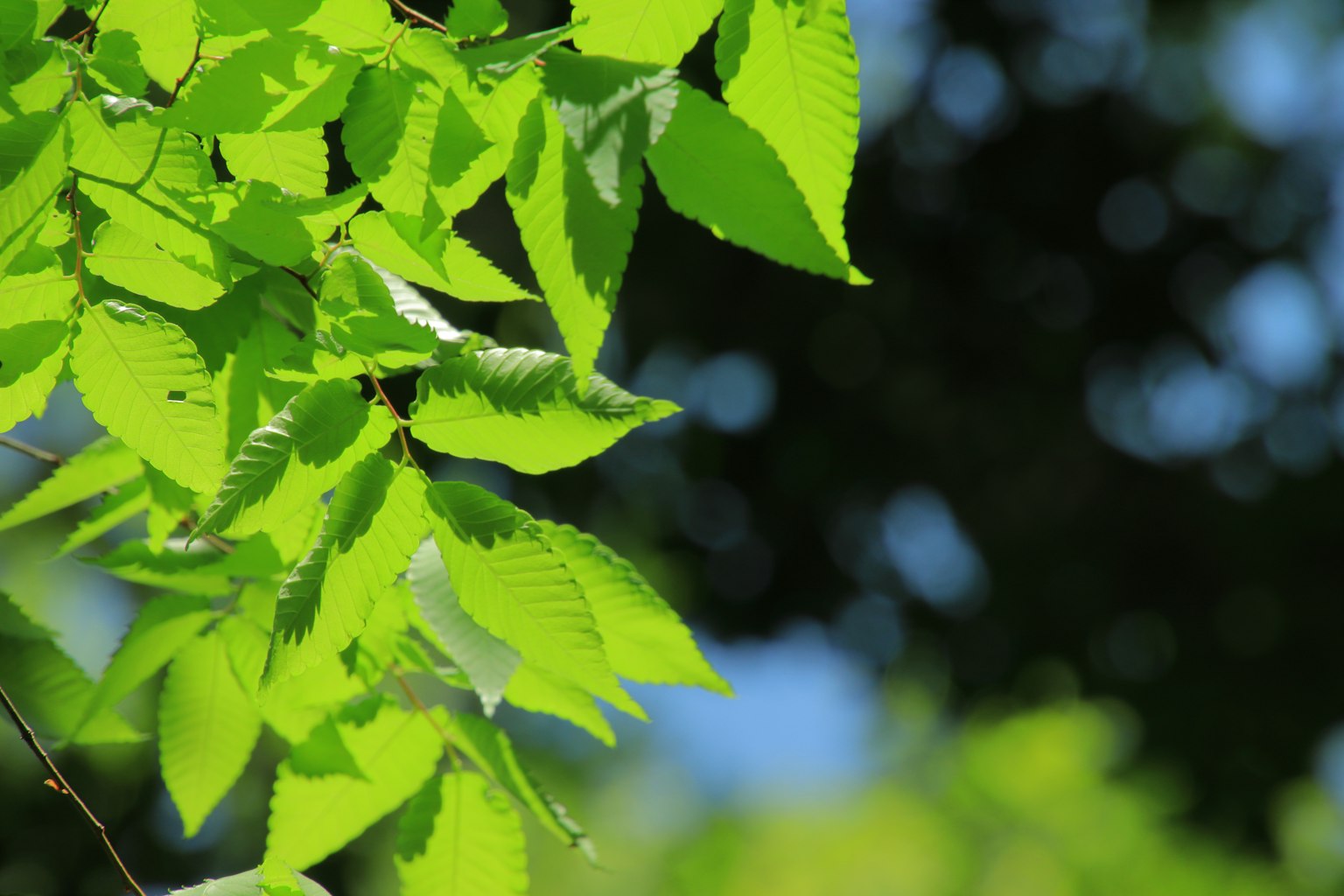 Foglie verdi vibranti illuminate dalla luce del sole