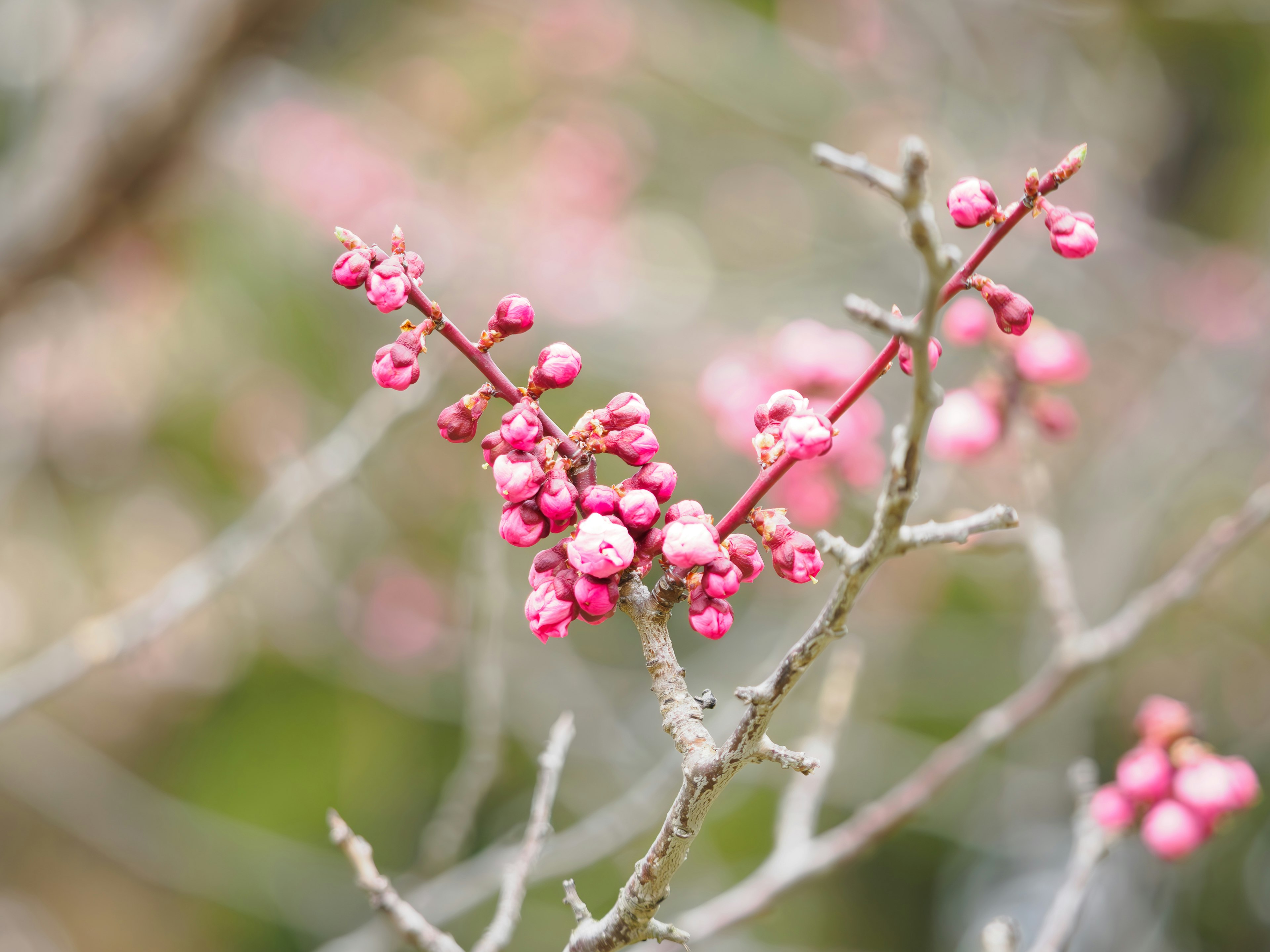 桃色の花が咲く枝のアップ
