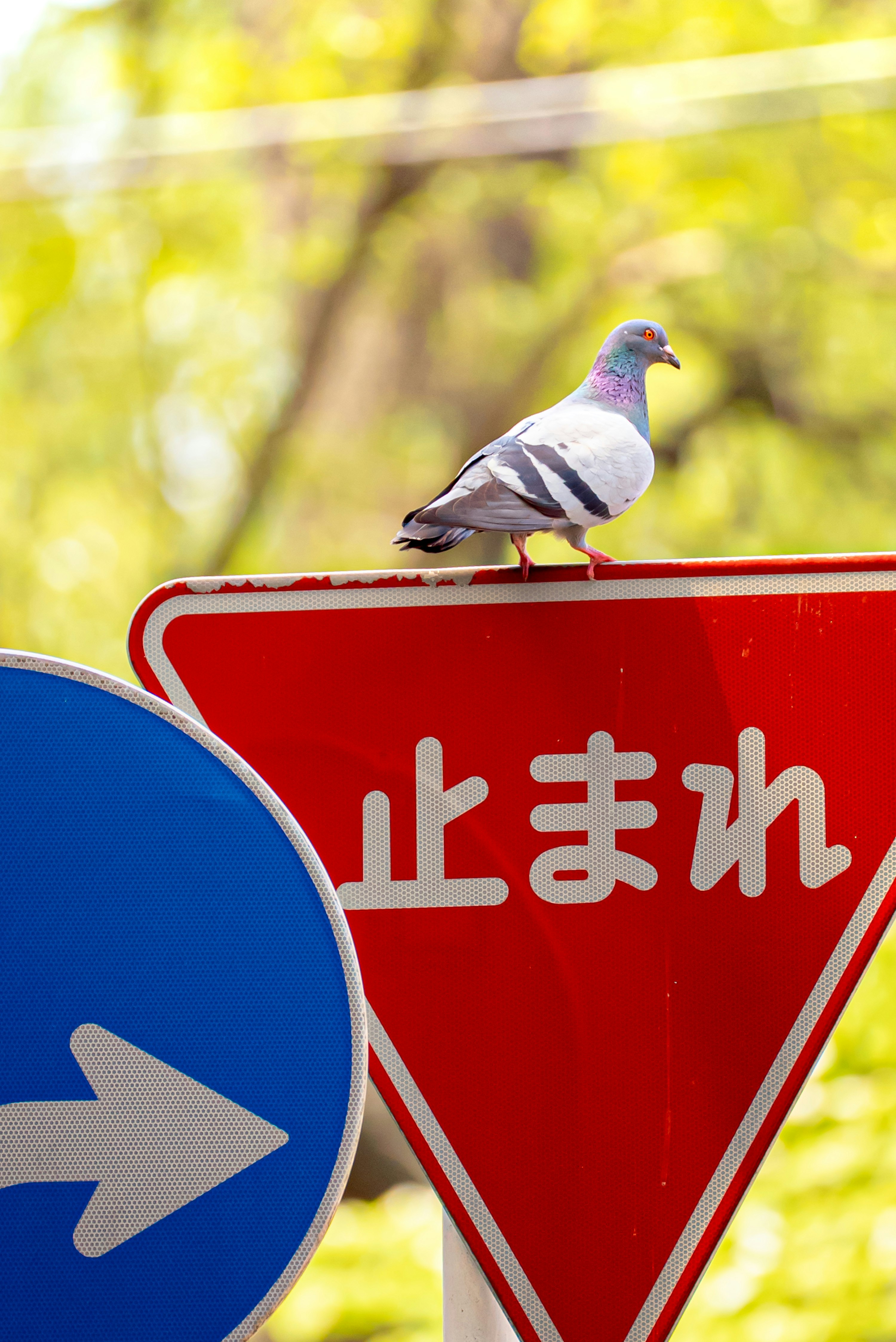 「止まれ」の標識の上に止まる鳩