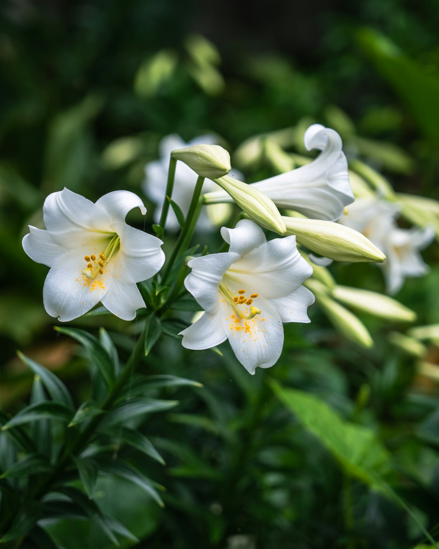 Schöne Szene mit weißen Lilien, die zwischen üppigem grünem Laub blühen