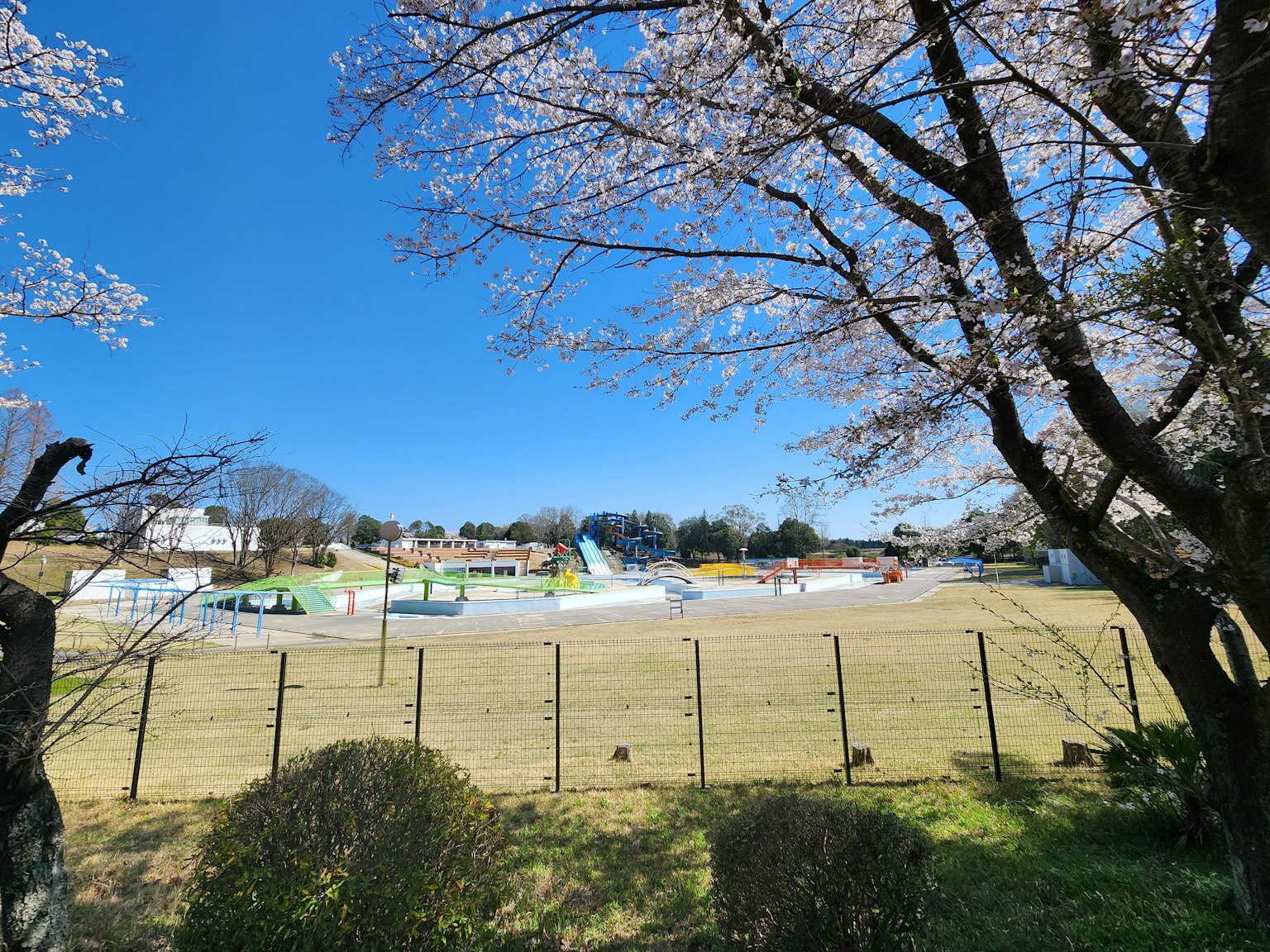 Parklandschaft mit blühenden Kirschbäumen blauem Himmel und weitläufiger Wiese