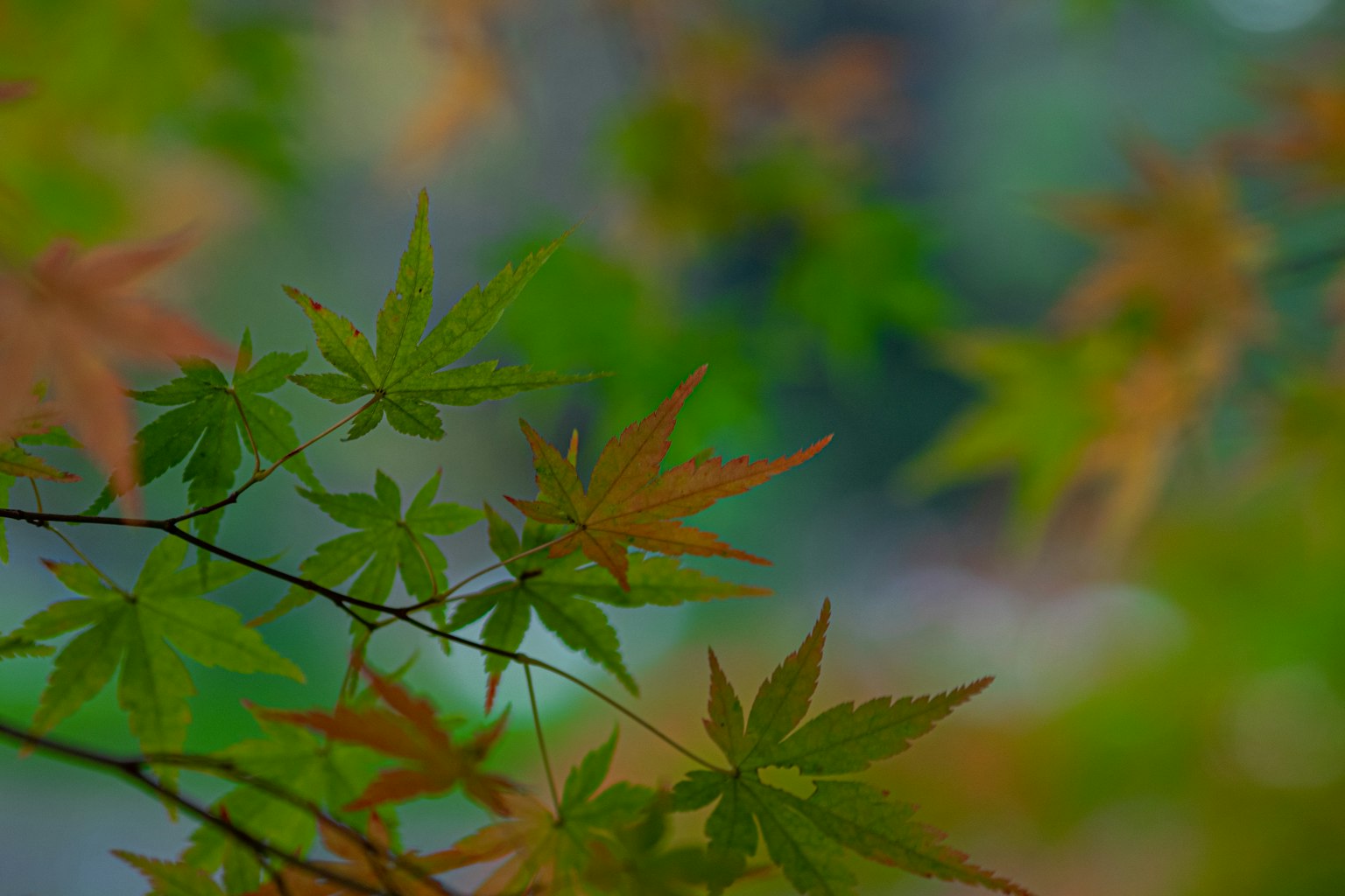 Feuilles d'érable colorées floues en arrière-plan