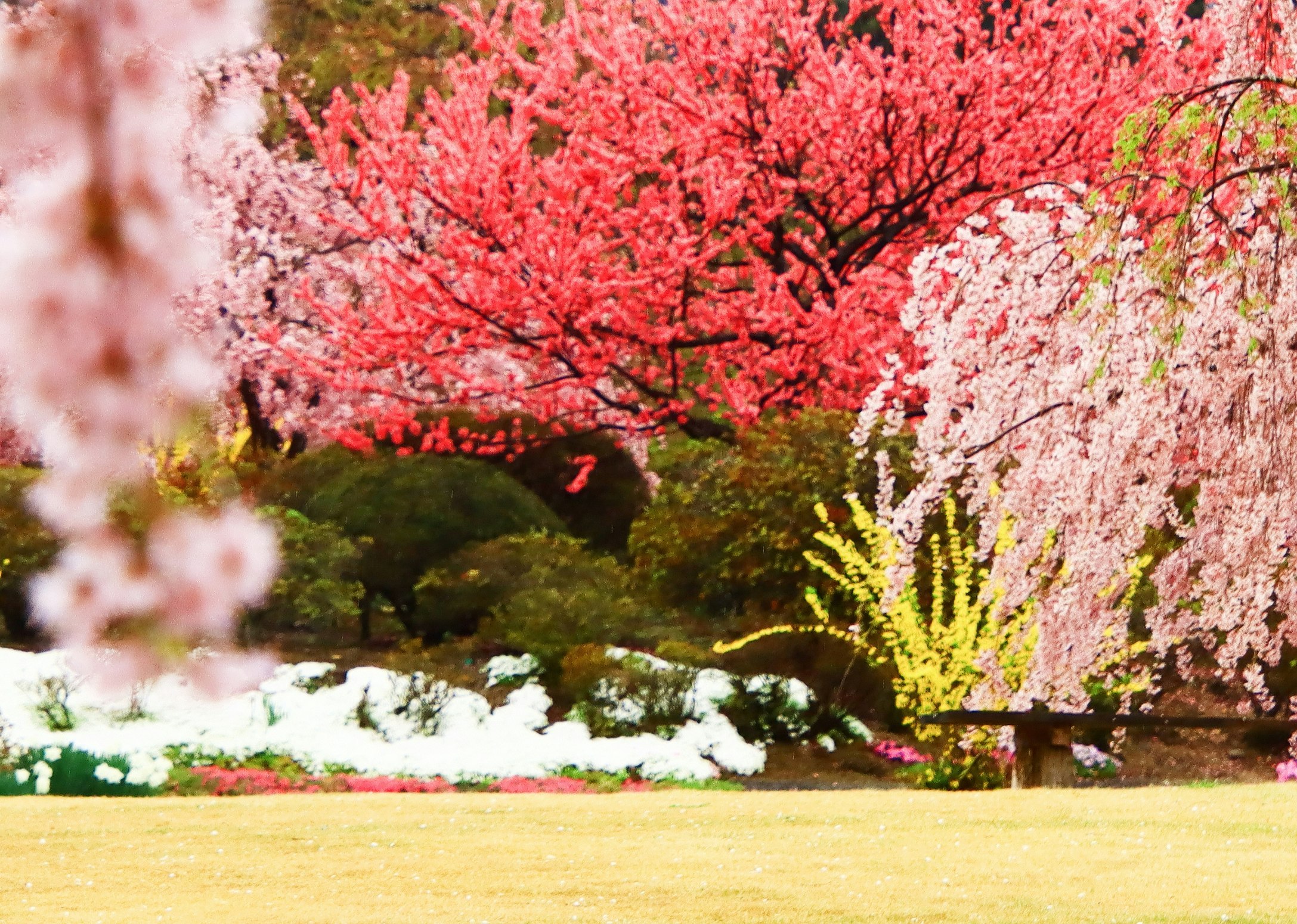 Row of pink and white cherry blossoms in front of a lawn